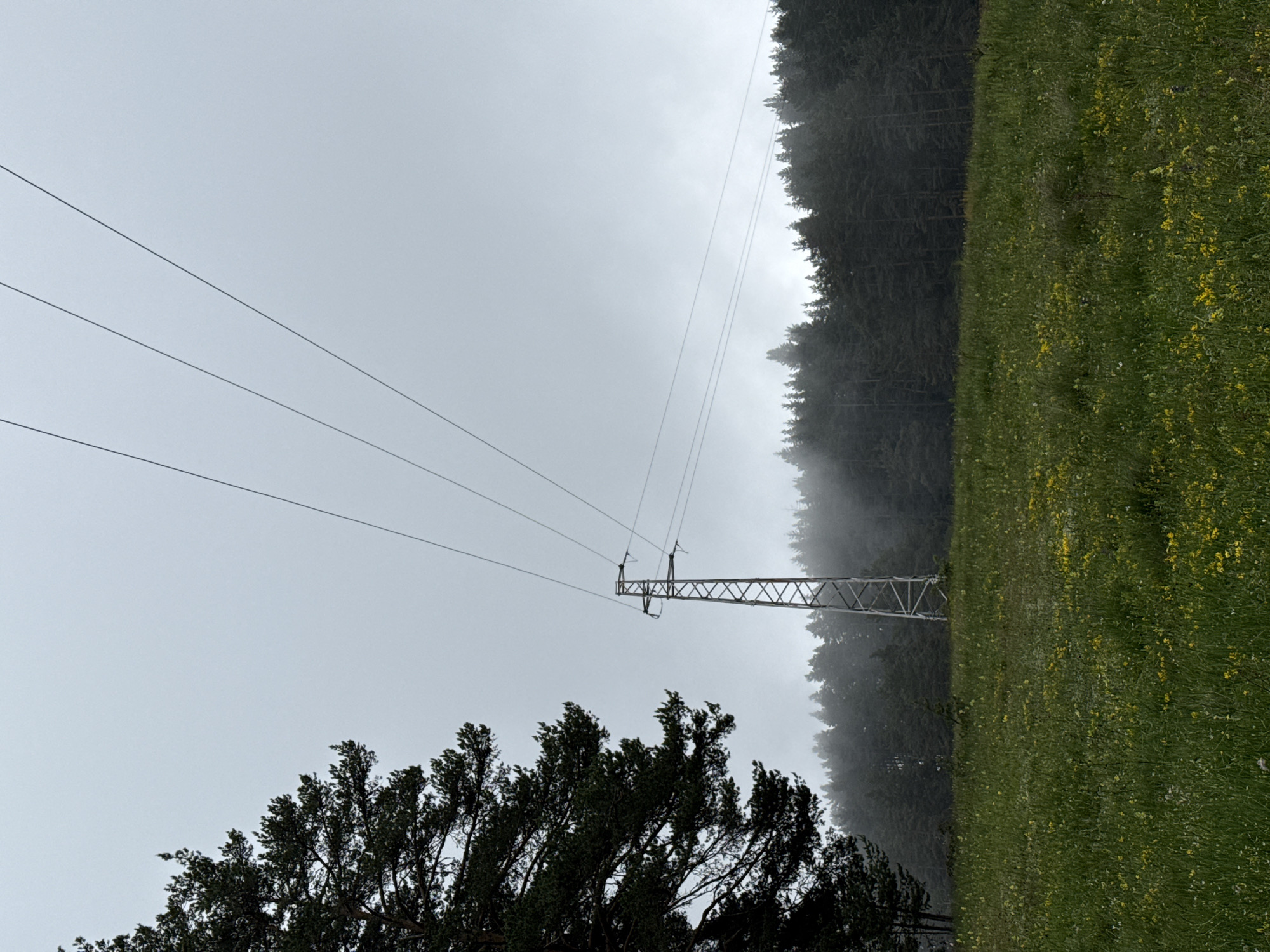 The image depicts a power line tower standing in a grassy field with scattered yellow wildflowers. To the left, a portion of a large pine tree is visible, its branches extending into the frame. In the background, a dense forest of dark green coniferous trees stretches across the horizon, partially obscured by mist or fog. The sky is overcast with a uniform gray hue. The scene appears to be a natural landscape, likely in the vicinity of Yundola, Bulgaria, given the context of the location. There are no people or animals present in the image, nor any discernible actions or interactions. The overall impression is one of a serene, slightly melancholic, outdoor environment.
