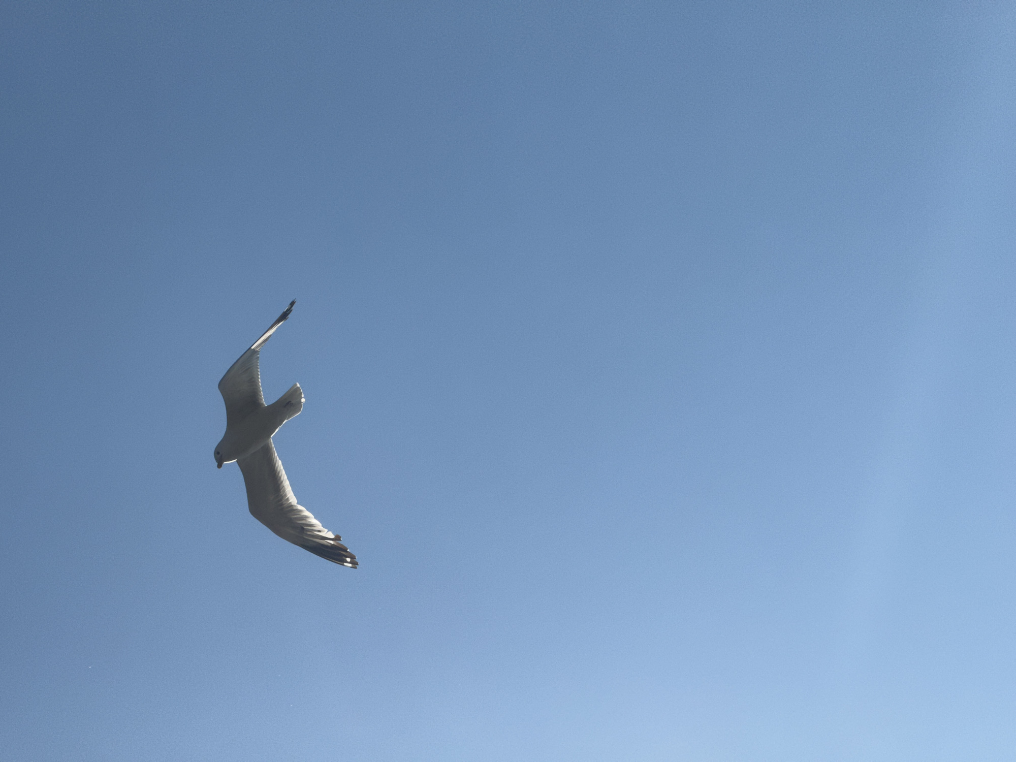 A seagull is captured mid-flight against a clear, bright blue sky. The bird is silhouetted, with its wings outstretched and angled slightly downwards. The sky appears vast and cloudless, suggesting an open environment. The image does not provide any visual cues to indicate the specific location within Listvyanka, Russia, as there are no recognizable landmarks or contextual elements of the city.
