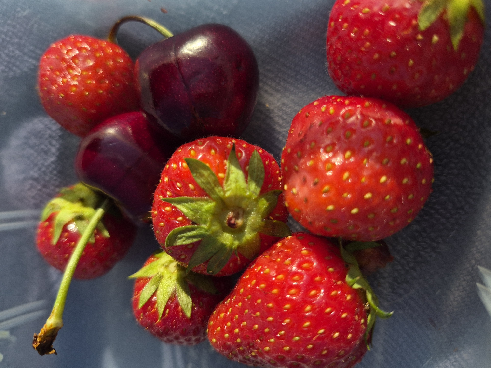 A close-up, overhead shot displays a collection of fresh strawberries and cherries. The fruits are arranged on a textured, dark blue surface that appears to be fabric, possibly denim. The lighting suggests it is daytime, casting soft shadows and highlighting the glossy sheen of the berries.
The strawberries are a vibrant red, with visible seeds dotting their surfaces. Their green calyxes, or leafy tops, are clearly defined. The cherries are a deep, rich purple-red, and are plump and rounded. A few of the strawberries have stems attached, one of which is elongated and pale green, with a dried, brown end.
The composition is tight, with the fruits filling most of the frame. The focus is sharp on the fruits, with the background slightly blurred, creating a shallow depth of field. There are no people or animals visible. The scene evokes a sense of freshness and natural bounty. The environment is not discernable beyond the blue textured surface. No text is visible in the image.