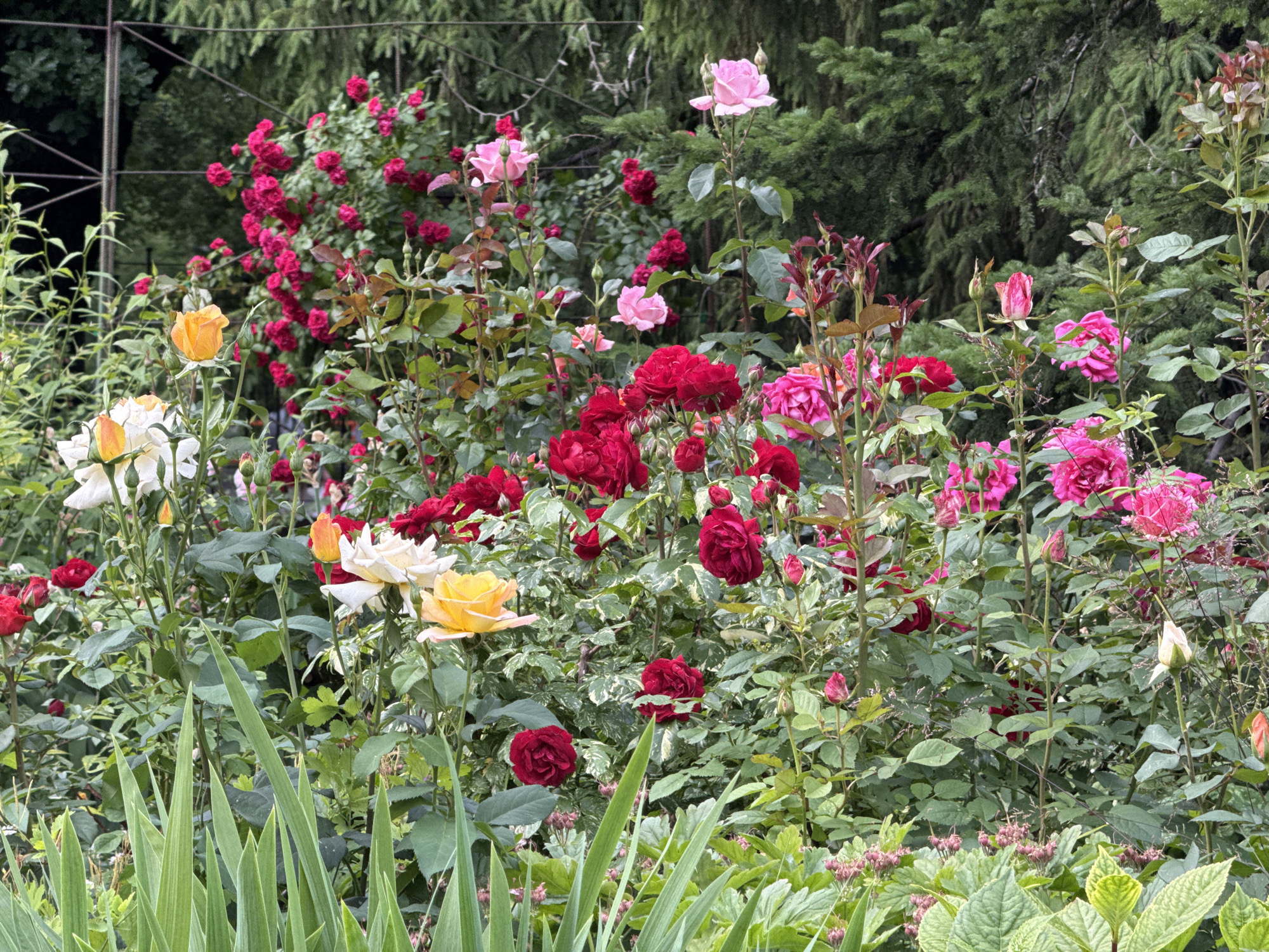 A close-up, eye-level shot captures a vibrant assortment of roses in full bloom within a garden setting. The foreground is dominated by lush green foliage, including long, sword-like leaves. Behind this, a profusion of roses in various shades of red, pink, yellow, and white are densely packed. Some roses are fully open, showcasing their intricate petal structures, while others are still in bud or partially bloomed. The background consists of dense green trees, creating a natural, verdant backdrop. A metal trellis structure is partially visible on the far left, suggesting a cultivated garden space. The lighting suggests it is daytime, with soft shadows indicating diffuse light. The scene appears to be set in a temperate climate during the blooming season. There are no people or animals present in the image, and no specific context for the location is provided.