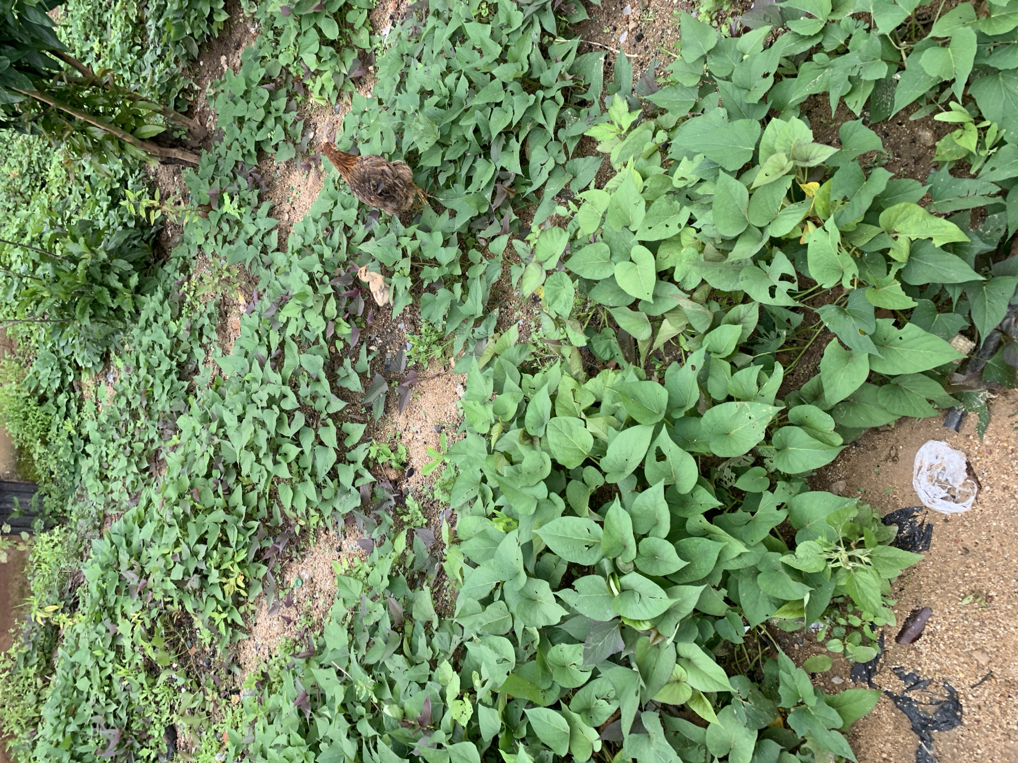 An adult brown hen and a fluffy yellow chick are standing in a patch of green leafy plants. The hen is facing right, and the chick is facing left. The plants are growing in sandy soil, and there is a tree trunk on the right side of the image. The background is filled with more green plants and some brown dirt. There is also a piece of white plastic on the ground in the bottom left corner. The scene is outdoors and appears to be in a rural or garden setting.