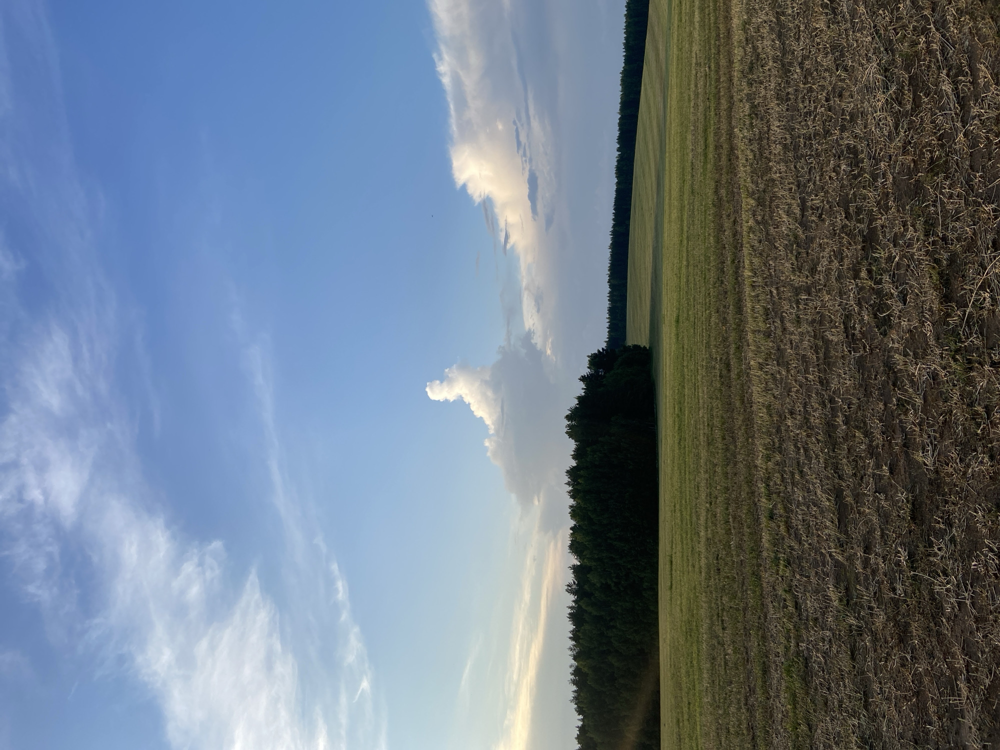 A low-angle, vertical, outdoor photograph captures a vast, open field with a forest line and a dynamic sky. The foreground is dominated by a harvested field, displaying stubble and dry earth, indicative of recent agricultural activity. This transitions to a gently sloping, green field in the mid-ground, with subtle patterns suggesting rows or contours. The background features a dense, dark green forest that stretches horizontally across the frame, bordering a soft, hazy horizon. Above, the sky is a brilliant blue, populated by a variety of clouds. Wispy, white cirrus clouds are spread across the upper left, while a large, dramatic cumulus cloud, lit from the side, dominates the right side of the sky. A single, tall, white cloud formation resembling a plume of smoke or an abstract figure is positioned above the forest line. The overall lighting suggests late afternoon or early evening, with a soft, diffused sunlight casting a warm glow. The location is identified as Evsino, Russia, implying a rural or semi-rural setting. There are no people or animals visible in the image.
