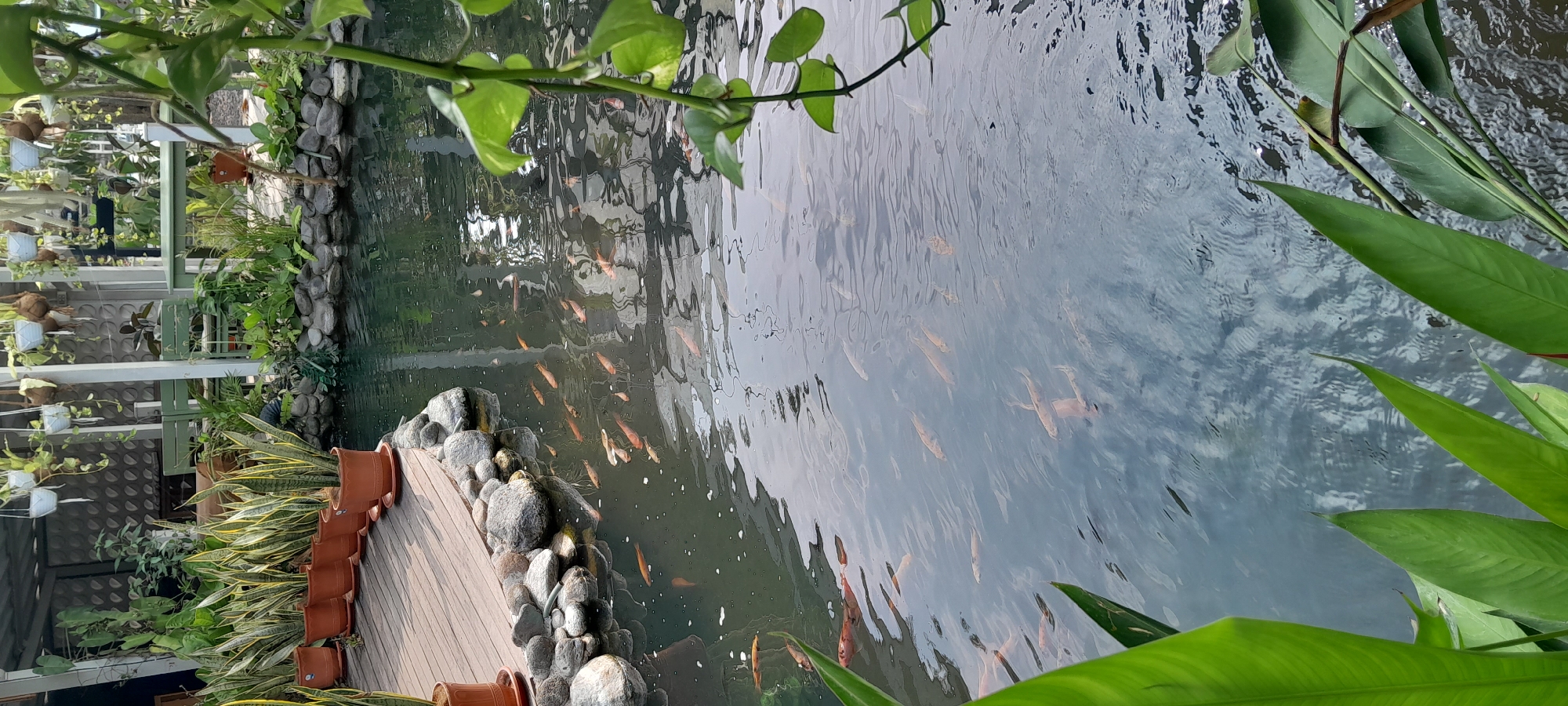This image depicts an outdoor pond filled with numerous orange-hued fish, likely goldfish or koi, swimming in murky water. The pond is bordered by smooth, gray stones and a wooden deck. To the left of the pond, several potted snake plants are arranged on the deck. In the background, there is a covered patio area with outdoor furniture and more potted plants, including some hanging from the ceiling, suggesting this is a public or commercial space, possibly a cafe or restaurant in Sleman, Indonesia, given the presence of tropical plants. The overall scene suggests a tranquil, garden-like atmosphere.