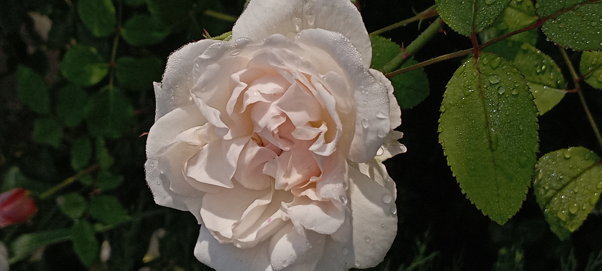 A close-up, vertical shot captures a delicate, pale pink rose in full bloom, its petals glistening with dew drops. The rose is the central subject, positioned slightly to the left of the frame, with its intricate layers unfurling. The background is a soft blur of dark green foliage, hinting at a garden setting. In the upper left corner, a blurry red tulip bud is visible, suggesting a variety of flowers in the vicinity. The overall atmosphere is serene and natural, with the morning dew emphasizing the fresh beauty of the rose. The image does not contain any people or specific landmarks to indicate its location in Radisne, Ukraine.