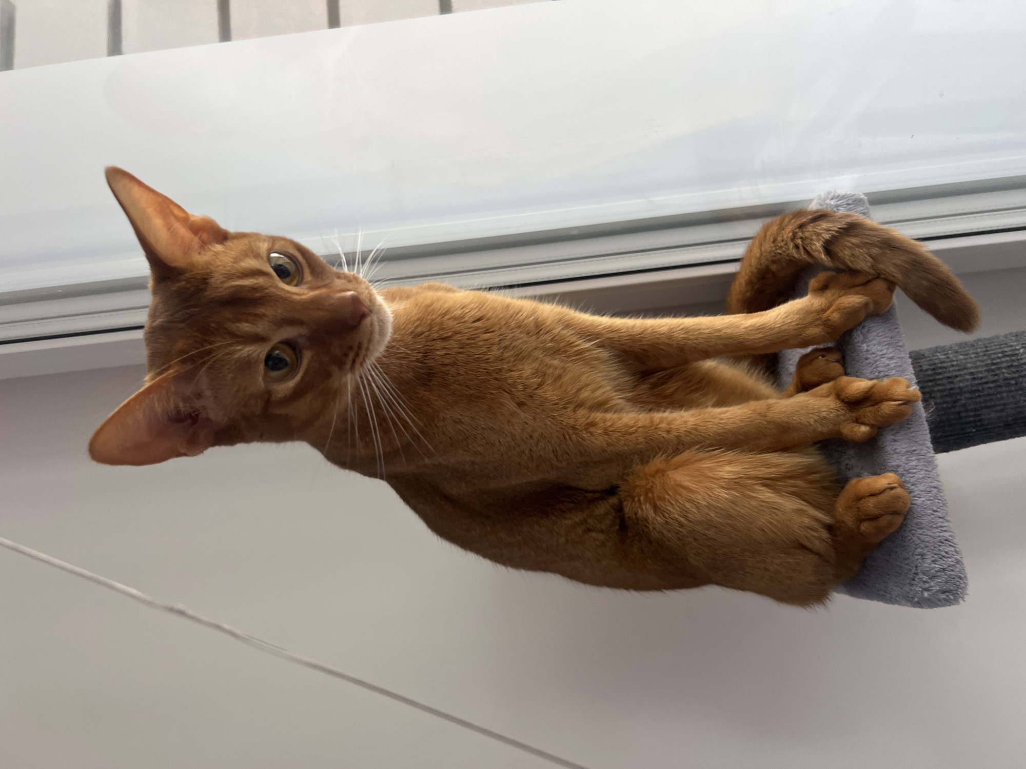 An Abyssinian cat with a rich reddish-brown (sorrel or ruddy) coat sits on a grey, carpeted cat perch. The cat is oriented slightly to the left of the viewer, with its head tilted downward, eyes (amber-gold) looking towards the lower-left. Its ears are large and pointed, and prominent white whiskers extend from its muzzle. Its tail is curled around its left side, resting partially on the perch. The background consists of a plain, light-colored wall or surface on the left and a white-framed window on the right, through which faint horizontal elements (likely blinds or exterior details) are visible. Natural light illuminates the scene from the right. The specific location in Kazan, Russia, is not discernible from the image.