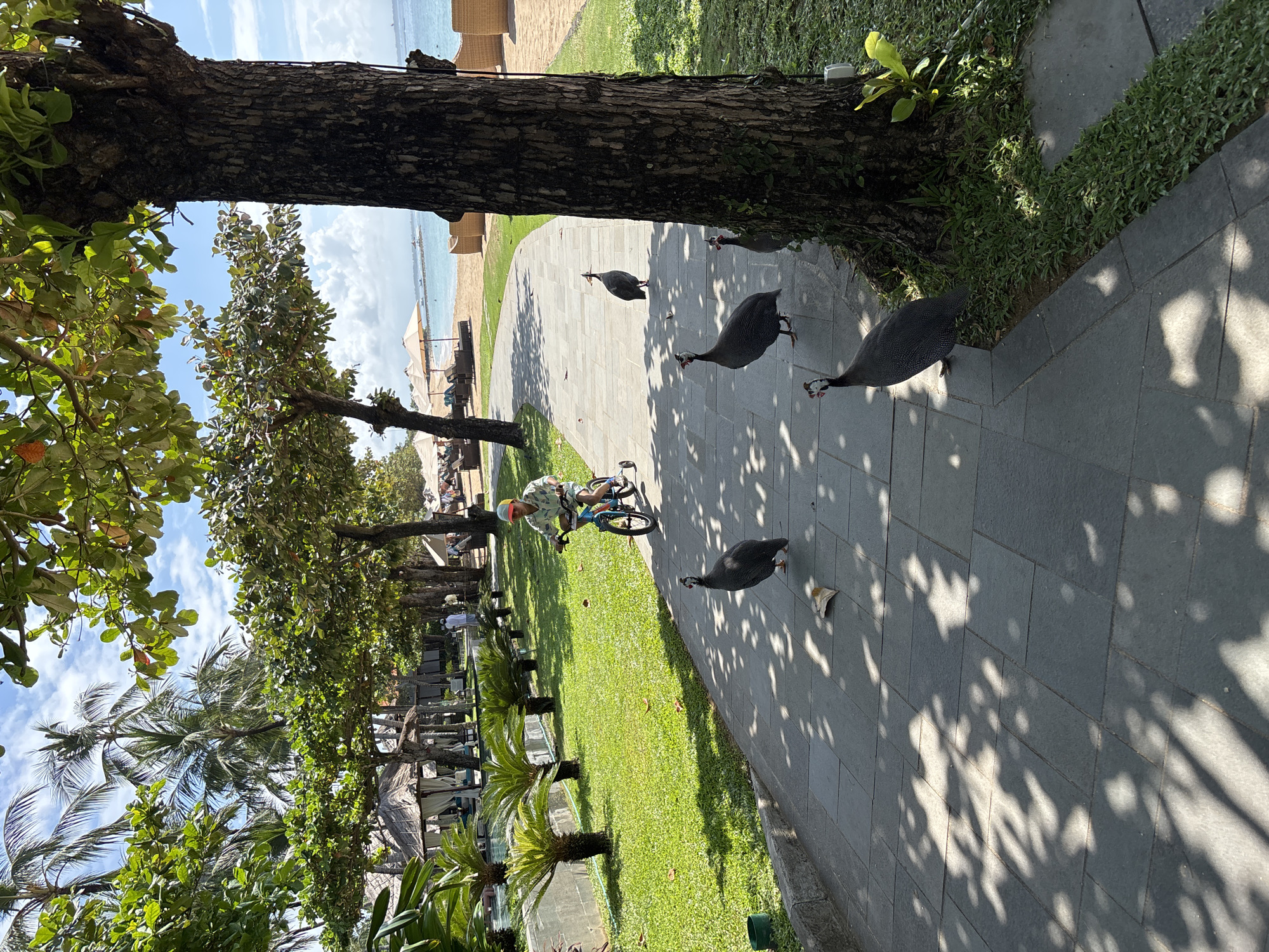 The scene captures a sunny day in Kuta Selatan, Indonesia. A young person on a bicycle rides along a paved walkway, which is partially shaded by trees. Five helmeted guineafowl are present, either on the walkway or nearby. The pathway is bordered by a grassy area interspersed with small palm trees. Beyond the trees and lawn, there is a beach with sun loungers and umbrellas. The sky is blue with scattered clouds.