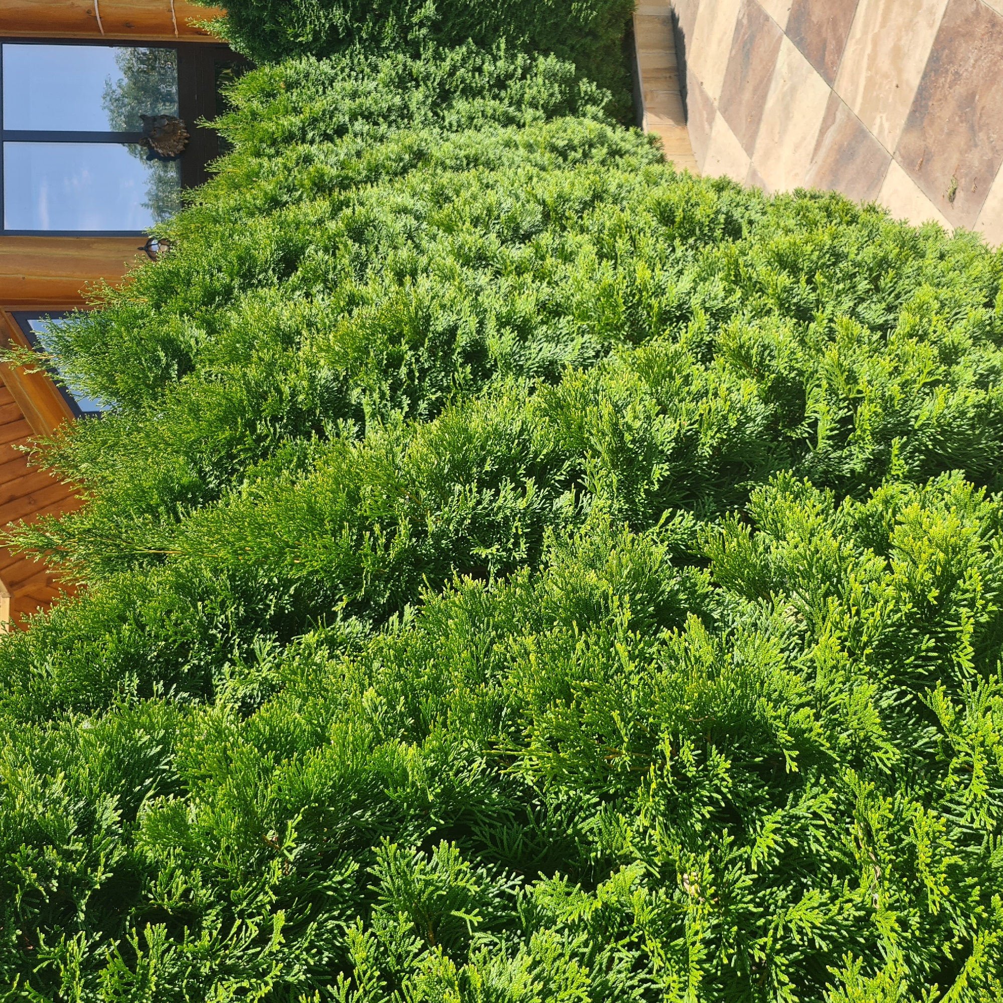 In the city of Malyy Baklaniy, Russia, a row of vibrant green cypress trees forms a lush hedge against a wooden building. The trees are densely packed, their feathery foliage casting shadows and creating a natural barrier. To the right of the hedge, a paved patio with a checkered pattern of tan and brown tiles is visible, leading away from the building. The building itself features a wooden exterior and large windows reflecting the bright blue sky. A decorative wooden owl head is mounted on the window frame. The scene is illuminated by natural sunlight, suggesting an outdoor setting on a clear day.