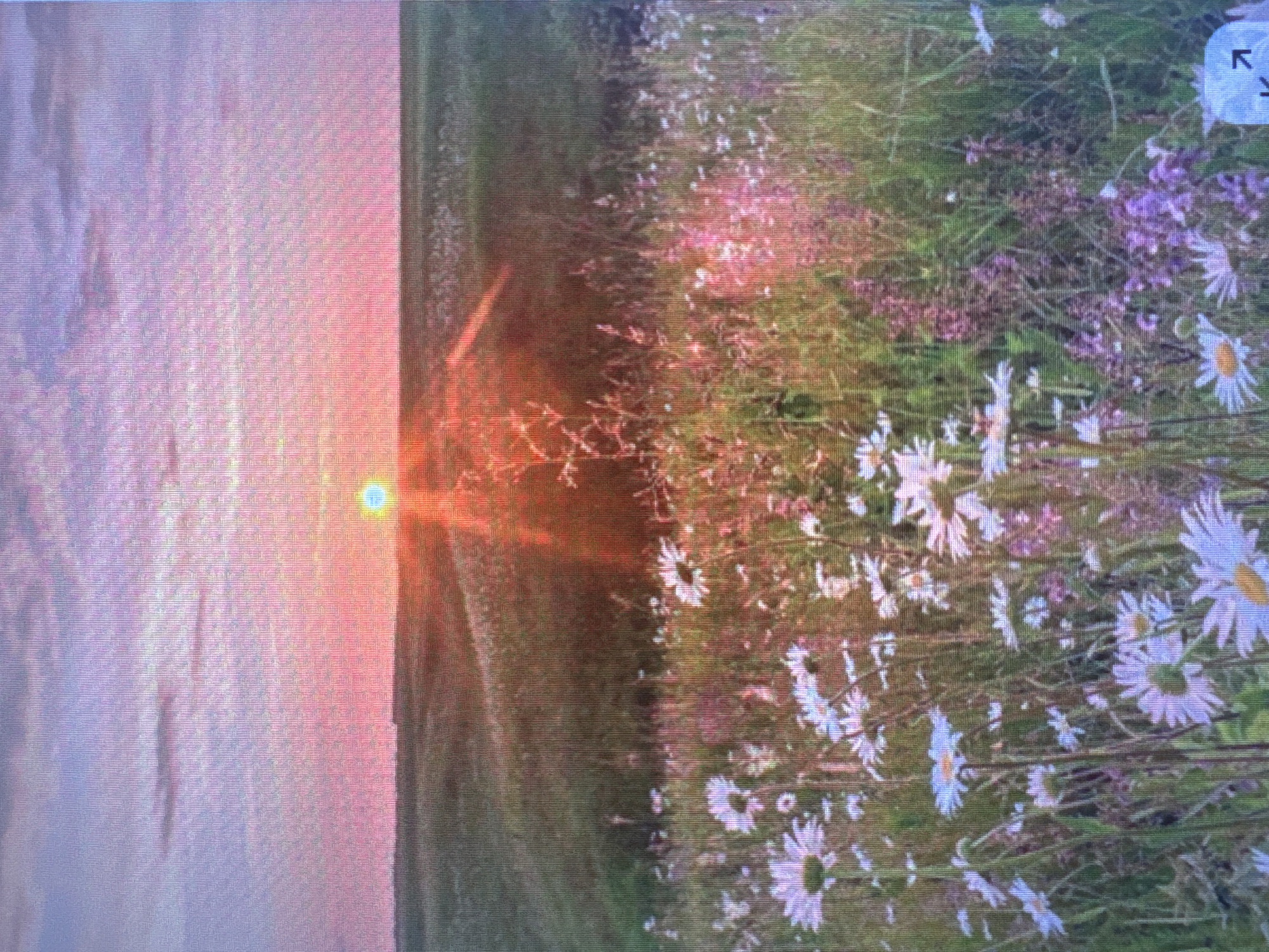 The image depicts a meadow filled with daisies and other wildflowers, set against a backdrop of a sunset. The sky is a gradient of pink and purple hues, with soft clouds. The sun, a bright orb with a halo, is low on the horizon, casting warm light across the landscape. The field appears to be in a rural area, possibly on the outskirts of the city. There are no people or man-made structures visible in the image, only the natural elements of the meadow and the sky. The overall impression is one of tranquility and natural beauty.