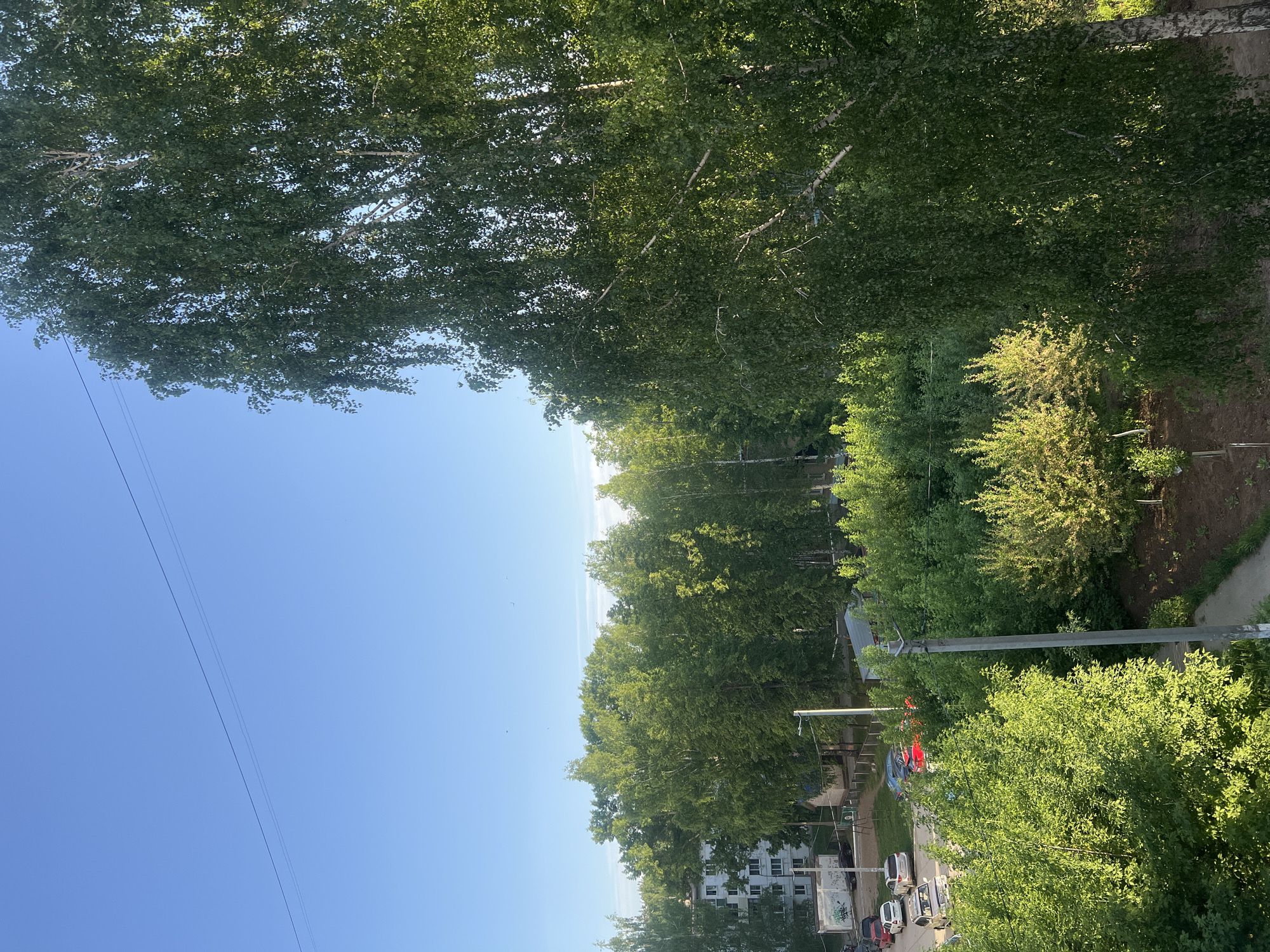 An eye-level, slightly high-angle outdoor shot depicts a portion of the city of Chaikovsky, Russia, on a sunny day. The dominant feature is the abundant foliage of numerous trees, creating a green canopy. A clear blue sky occupies a substantial portion of the upper left, contrasting with the greenery. Power lines run across the sky. Below the trees, glimpses of buildings are visible, along with parked cars. A sidewalk runs along the right side of the frame. The light suggests it is daytime.