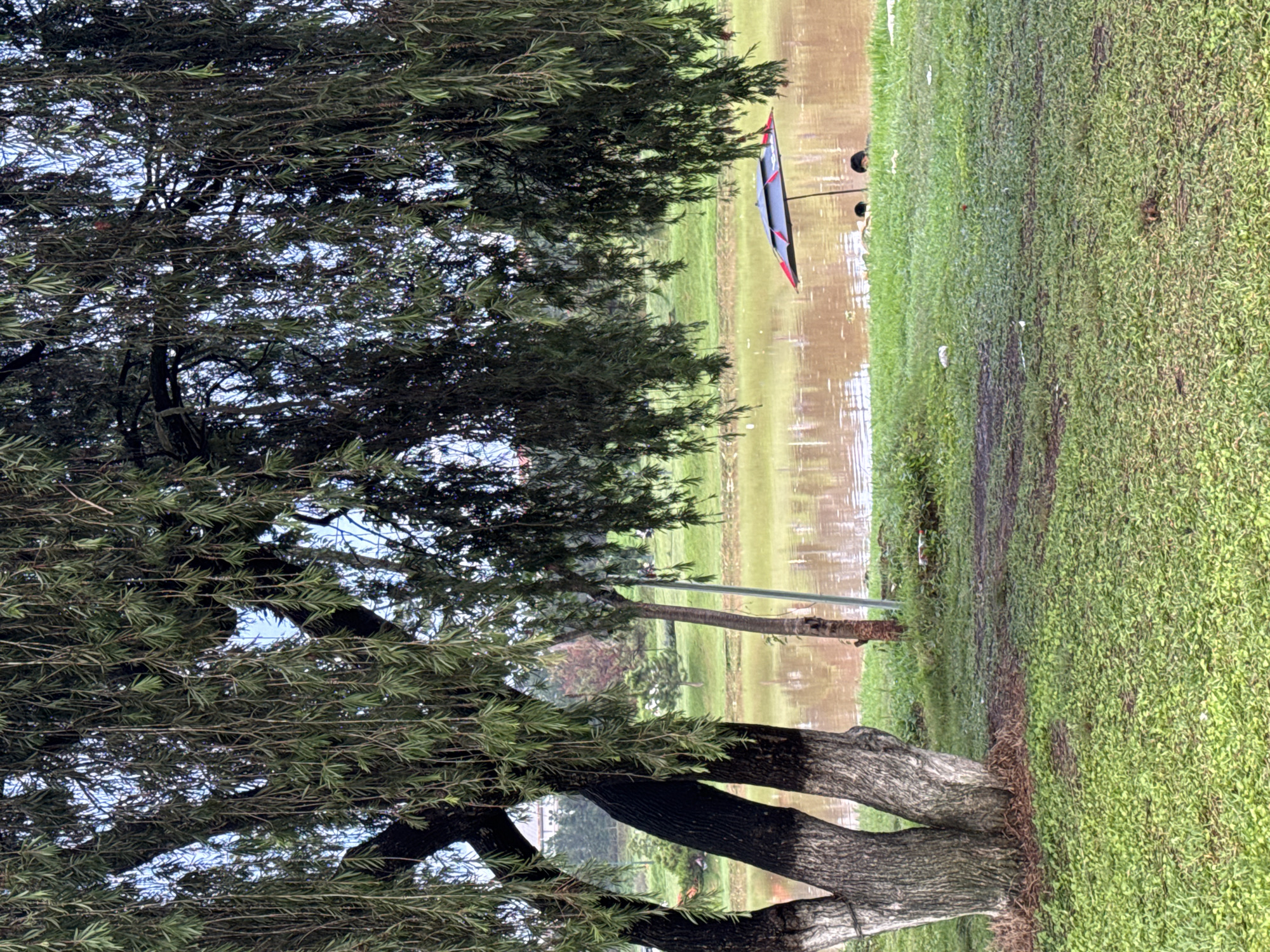 The image depicts a landscape scene in Da Lat, Vietnam, likely a flooded park or lakeside area. Dominating the left side is a large tree with dark bark and dense green foliage. To the right of the tree, a flooded area stretches into the distance, reflecting the surrounding environment. Along the edge of the flooded area is a patch of green grass. A black and red kayak sits on wheels on the grass near the water's edge. Two people appear in the distance near the kayak, though they are partially obscured by reflections in the water. The sky is overcast, contributing to the muted tones of the image.