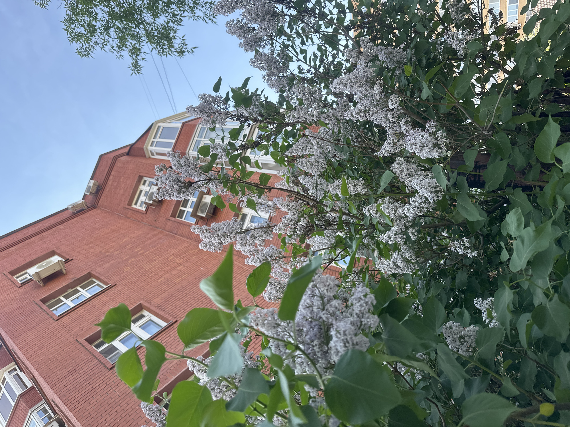 The image shows a red brick building with white-framed windows, partially obscured by a blooming lilac bush. An air conditioning unit is attached to the building. The sky is visible in the upper portion of the frame, along with treetops. The angle suggests the photo was taken from below, looking up. Based on the architecture and environment, it is possible this photo was taken in a city location in Perm, Russia.