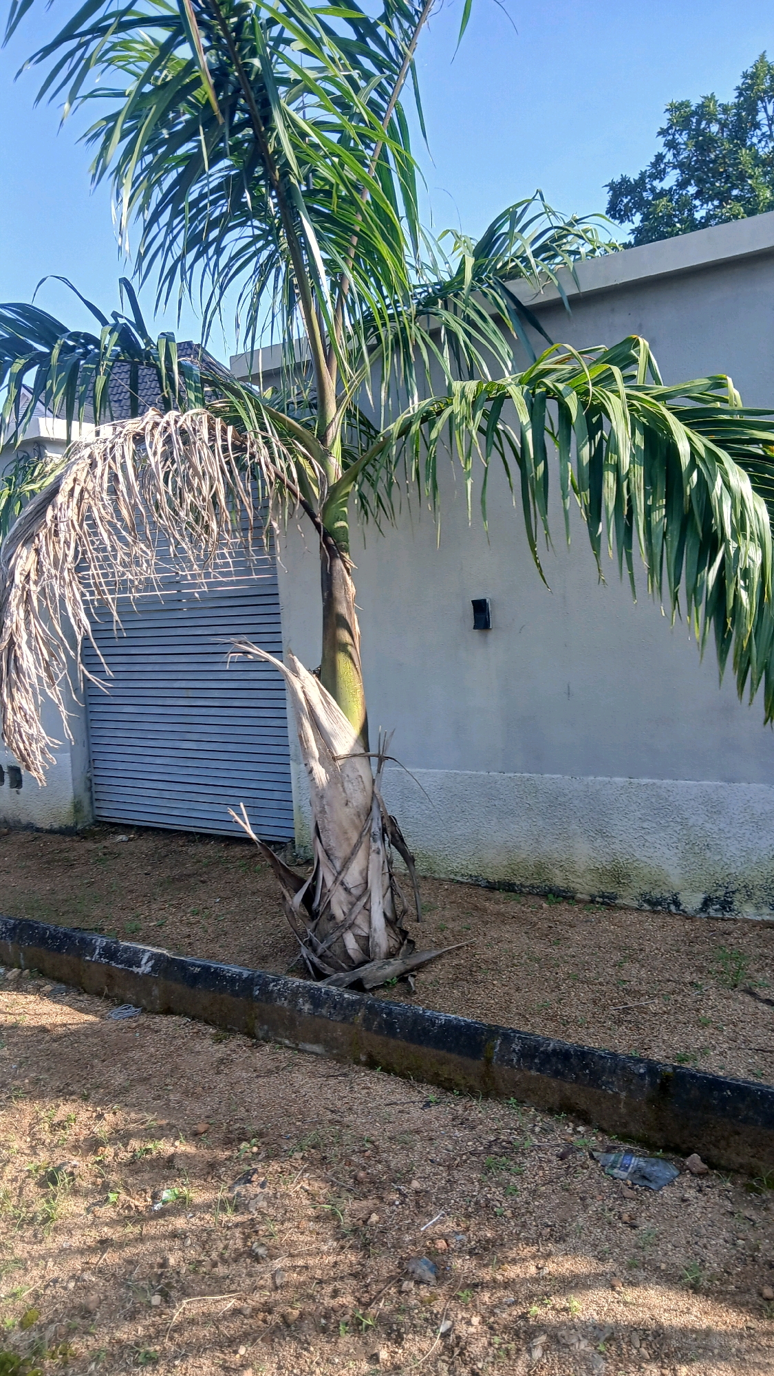 An outdoor scene in Gura Top, Nigeria, features a palm tree with green fronds and a dried, brown trunk. The tree stands in front of a light-colored, textured wall and a closed grey rolling door. A black, rectangular fixture is mounted on the wall above and to the right of the tree. A dark, moss-covered concrete planter box runs horizontally across the foreground, separating the tree area from a patch of dirt and gravel. The sky is clear and blue.