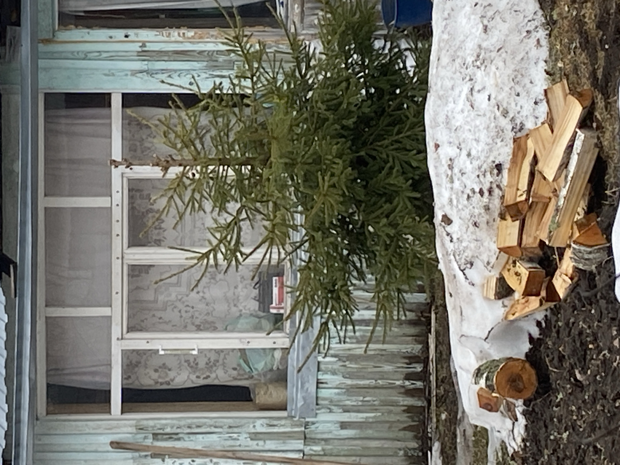 The image depicts a partially obscured view of a weathered, light-blue wooden structure, possibly a house, featuring a window with curtains visible behind a screen. A small, green tree stands in front of the building, partially obscuring it. To the right of the tree, a pile of chopped firewood rests on the ground covered with melting snow and soil. The location is assumed to be Chaikovsky, Russia. No people are visible in the image.