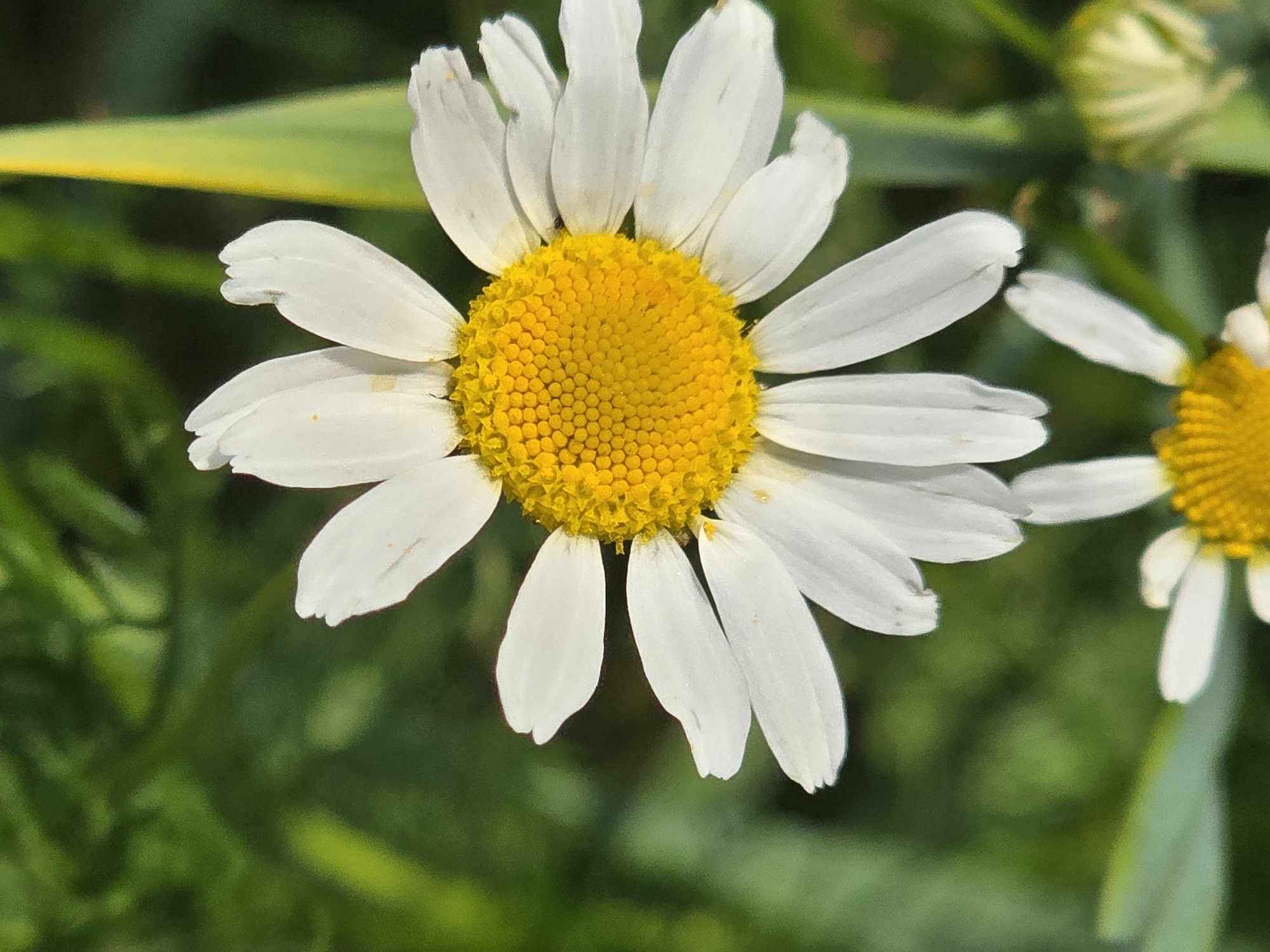 A close-up, vertical shot showcases a single daisy flower in sharp focus against a blurred green background. The daisy's bright yellow center is composed of tiny, tightly packed florets, and its white petals, some slightly curled or tattered, radiate outwards. A second daisy, less in focus, is visible at the bottom of the frame. The scene is bathed in natural light, creating soft shadows and highlighting the textures of the petals and the central disc. The location is identified as Ермолаево, Russia, suggesting an outdoor setting, likely a garden or meadow.