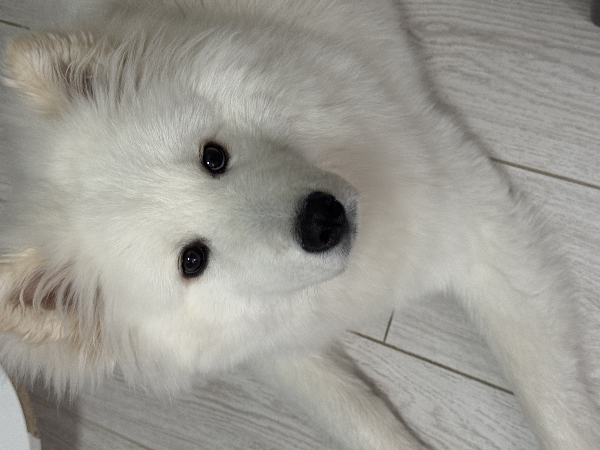 A fluffy, white dog, possibly a Samoyed, lies on a light grey, wood-patterned floor. The dog is facing the camera with its head slightly tilted. Its eyes are dark and its nose is black. There are no other objects or individuals visible in the frame. Location: Unknown, but NOT Chaikovsky, Russia.