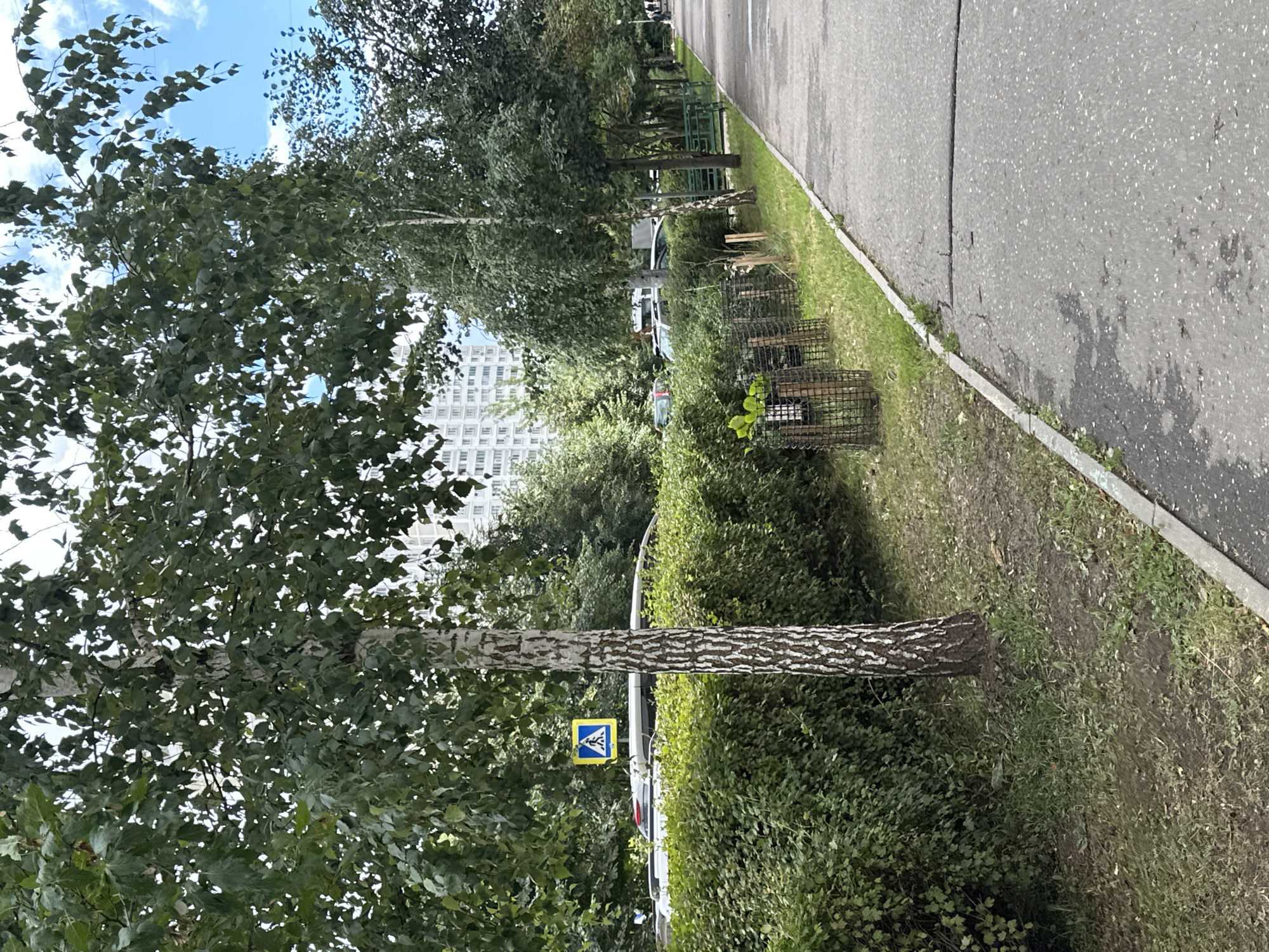 A paved pathway runs along the right side of the image. To the left of the pathway is a strip of grass and dirt, bordered by a dense green hedge. Behind the hedge, several cars are parked. A white birch tree with distinctive bark stands in the foreground, to the left of the pathway. Further into the background, a tall, light-colored apartment building is visible, with trees and other vegetation in between. The sky is partly cloudy, with patches of blue visible. A pedestrian crossing sign with a yellow background and a blue pedestrian symbol is placed in front of the hedge. The scene appears to be a residential area within the city of Podolsk, Russia, characterized by a mix of urban infrastructure and natural elements.