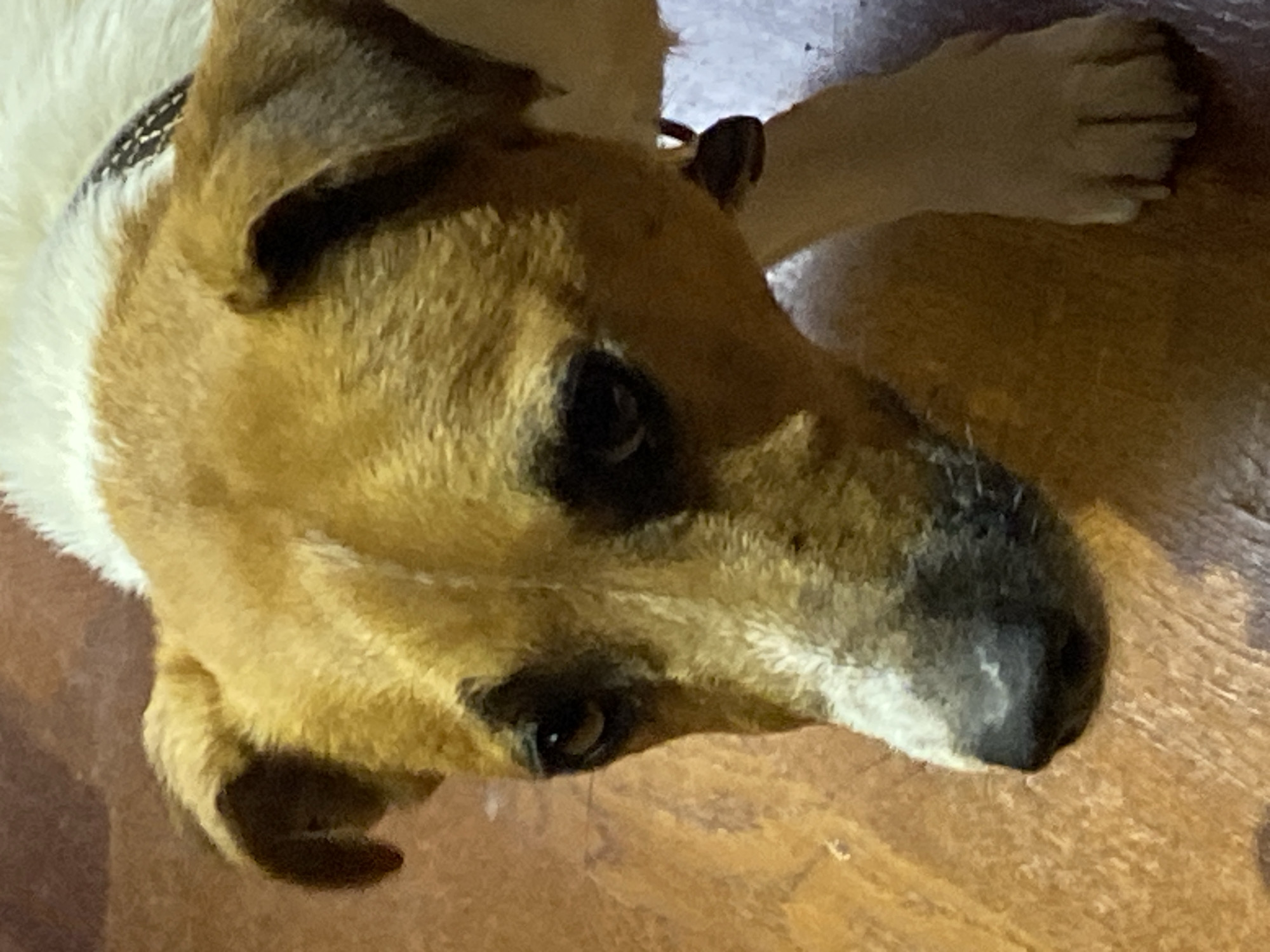 A close-up shot focuses on the head and forequarters of a tan and white dog, likely a Jack Russell Terrier, looking downwards. The dog's ears are partially folded, and its dark eyes are visible. A white blaze runs down its muzzle, contrasting with its dark nose. The dog is wearing a dark collar with a small, round tag. The background appears to be a wooden floor. The image does not contain any identifiable information about the location in Saint Petersburg, Russia.