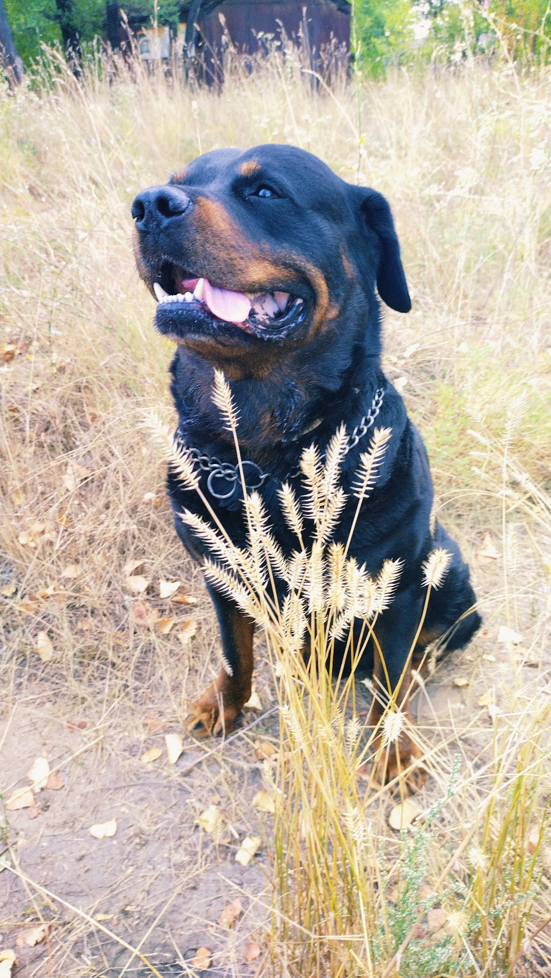 A Rottweiler dog is sitting in dry grass, looking up and to the left with its mouth open and tongue slightly out. The dog is wearing a silver chain collar. In the background, there is a wooden structure and trees. The ground is covered in dry leaves and dirt. The scene appears to be outdoors, possibly in a park or a rural area within the city of Horishni Plavni, Ukraine.