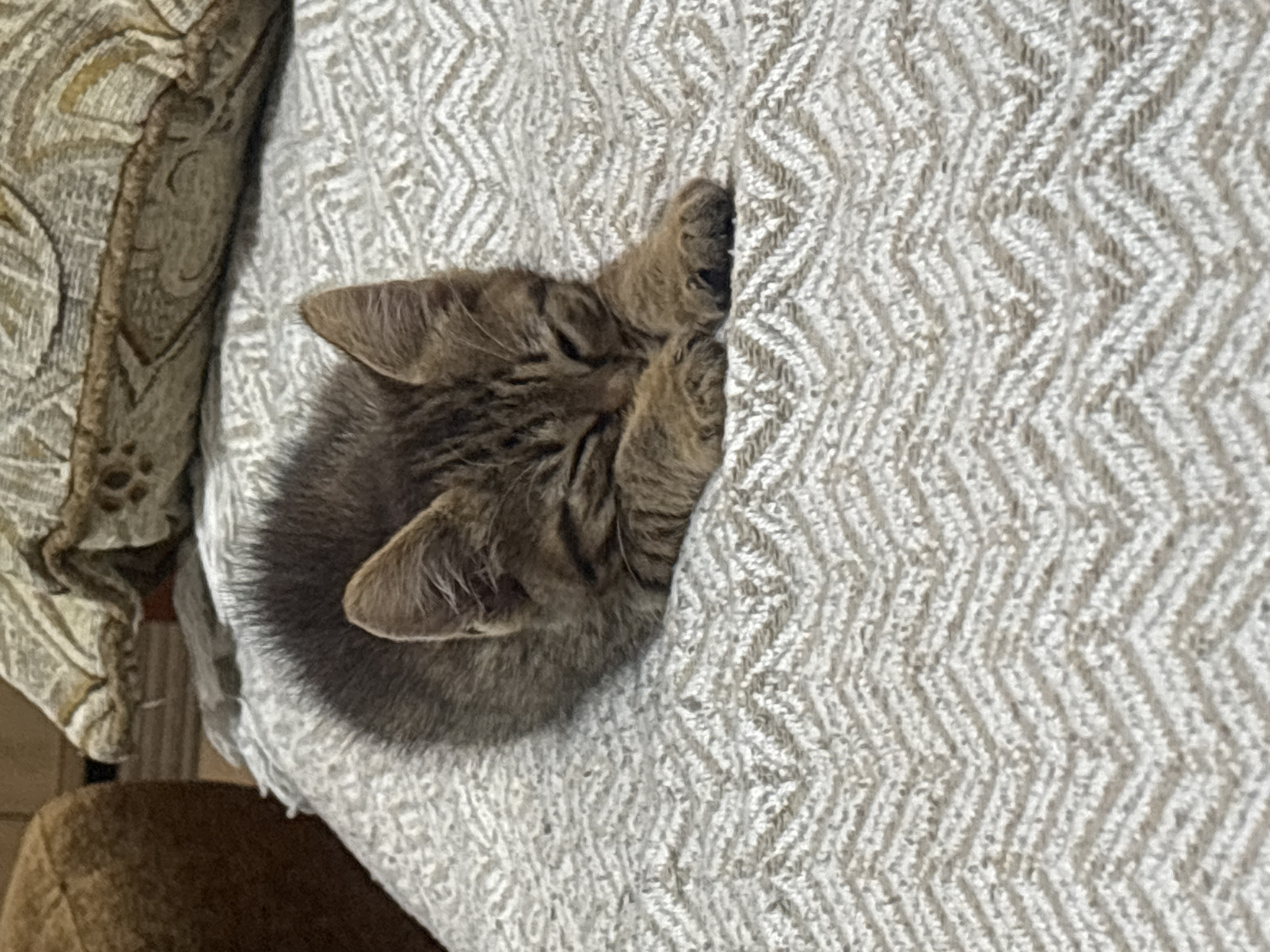 A brown tabby kitten is sleeping curled up on a white and grey patterned blanket. The kitten's eyes are closed and its paws are tucked underneath its head. The blanket has a chevron pattern. In the background, there is a brown upholstered object and a patterned pillow.
