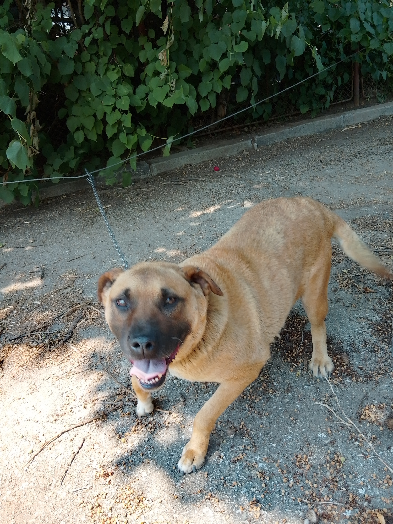 A medium-sized, tan-colored dog with dark markings around its eyes and snout stands on a gravelly surface. The dog is wearing a collar and is attached to a metal chain leash that extends upwards and to the left, out of frame. Its mouth is open, revealing its tongue and teeth, suggesting it is panting or possibly vocalizing. Behind the dog, dense green foliage forms a backdrop, with a glimpse of a wire fence and a concrete curb. The ground is a mixture of dirt, gravel, and small plant debris. Sunlight casts shadows on the ground, indicating it is daytime.