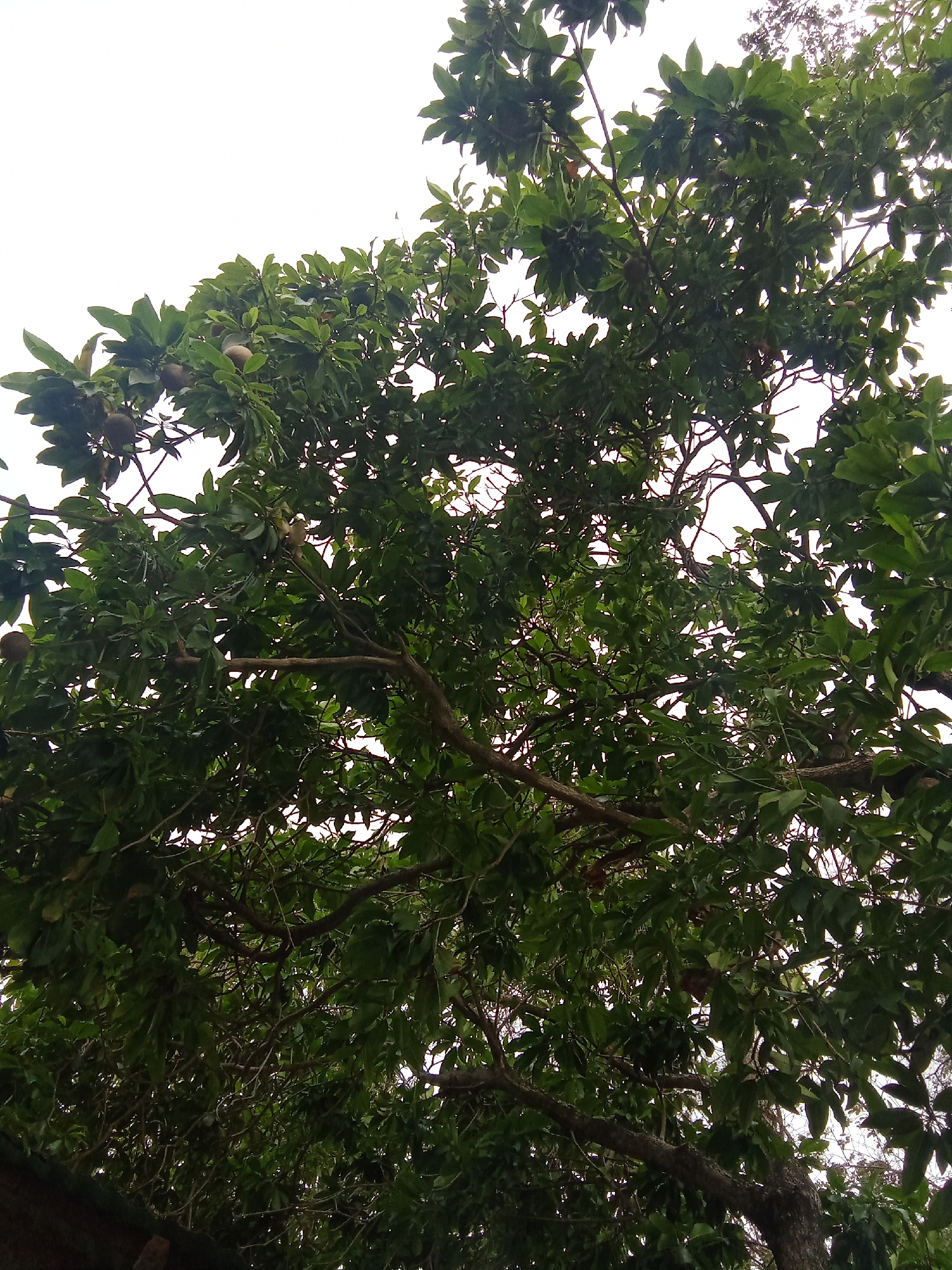 A dense tree canopy fills most of the frame, obscuring the sky. The tree has green leaves and brown, egg-shaped fruits. Branches are visible amongst the foliage. The image seems to be taken from a low angle, looking upwards. The location is specified as Juan Griego, Venezuela, although no other details in the image confirm this.