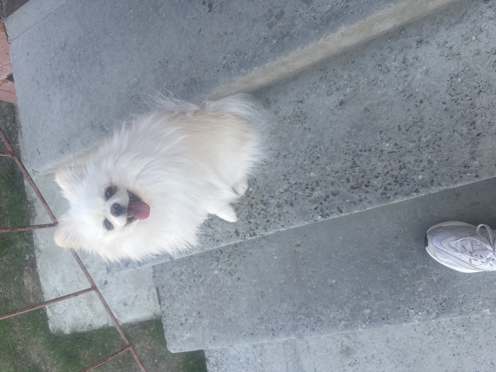 A small, white, fluffy dog is depicted sitting on an outdoor concrete stair tread. The dog is positioned in the upper center of the frame, facing forward with its mouth open, revealing a pink tongue, and its dark eyes directed towards the viewer. Its fur is dense and predominantly white, with subtle cream-colored areas on its body. In the lower-left quadrant, the front portion of a human foot, clad in a light grey athletic shoe with white laces, is visible on a lower concrete step. The background features a rusted metal railing composed of thin horizontal and vertical bars in the upper-left, beyond which blurred green vegetation is visible. The concrete stairs exhibit exposed aggregate and are consistent with outdoor construction. The scene is illuminated by natural daylight. This image was captured in the city of Unknown, Unknown.