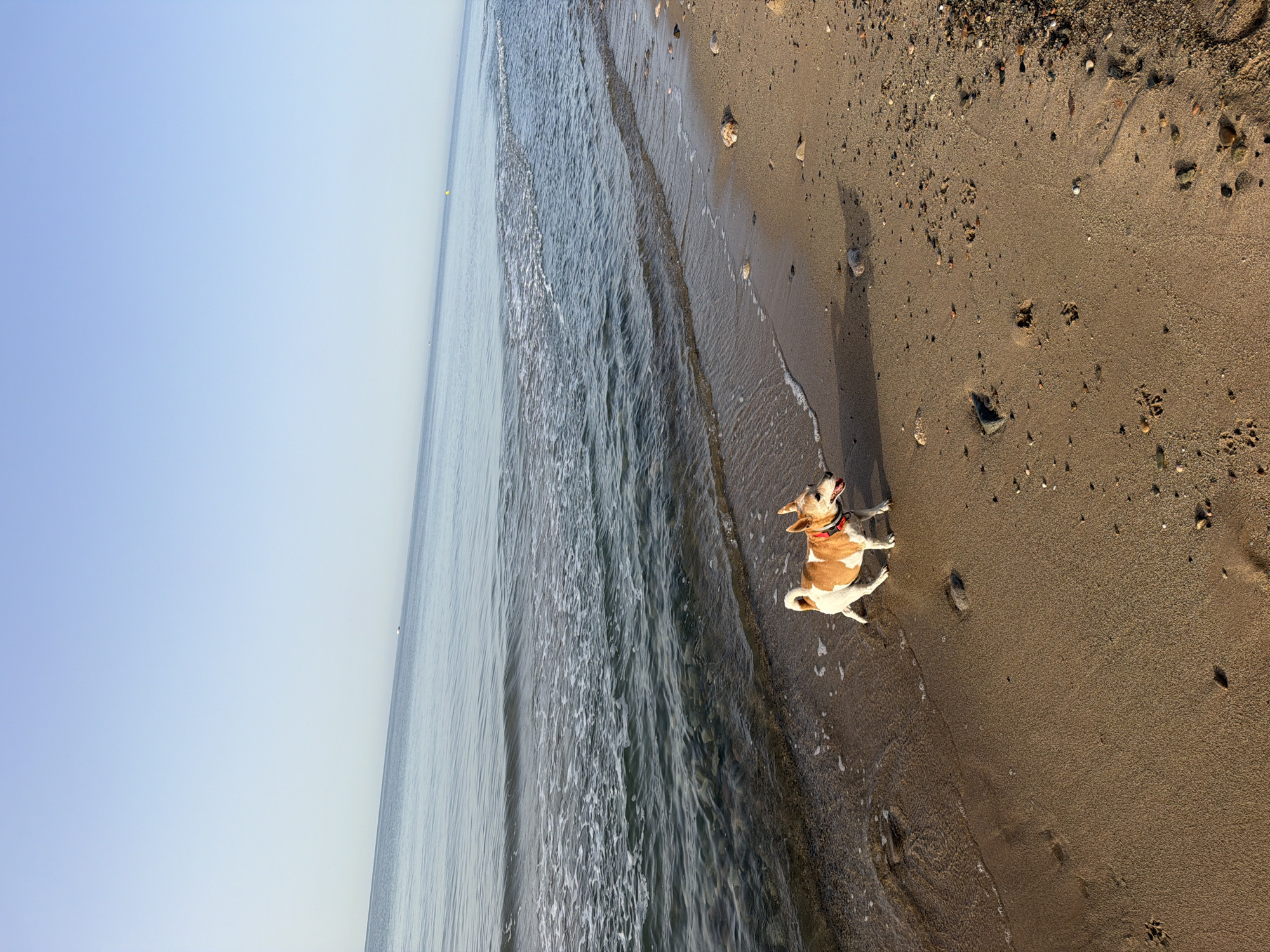 A small, tan and white dog with a red collar walks along the wet sand of a beach. The dog is facing right, with its mouth open and tongue out. The ocean is to the left of the dog, with gentle waves lapping at the shore. The sky is a clear, pale blue. The beach is covered in sand and small pebbles. The image was captured at dawn on the beach of Miami Platja, in Mont-roig del Camp, Spain.