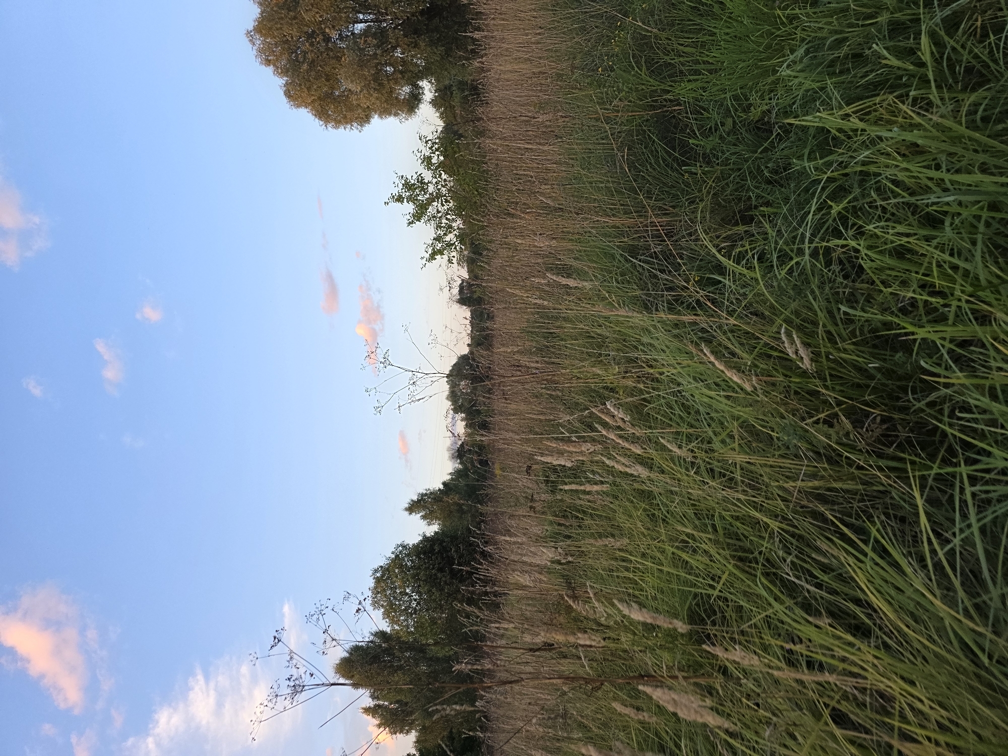A vertical, eye-level shot captures a sunlit meadow with dry grasses and green foliage in the foreground and middle ground. In the distance, a line of trees borders the meadow, with some taller trees to the right. The sky above is a gradient of clear blue to pale blue, with a few wispy pink-tinted clouds scattered across it. The scene is natural and rural, with no man-made structures or people visible. It appears to be late afternoon or early evening, based on the warm light and cloud coloration. The location is described as Rechytsy, Russia.