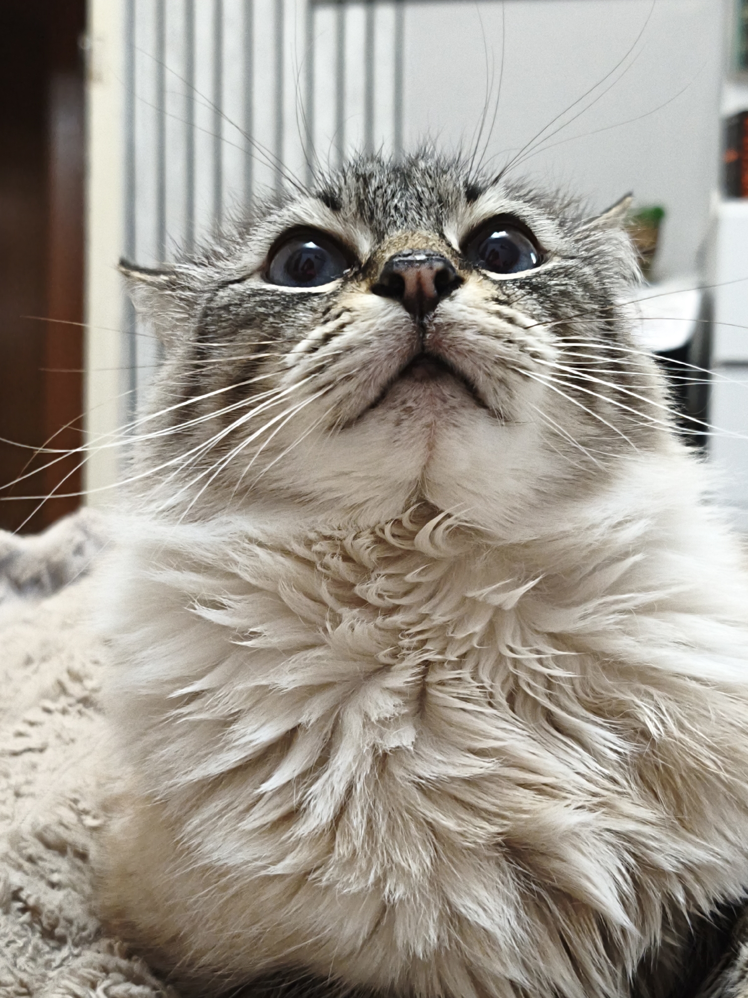A close-up portrait captures a long-haired domestic cat in an indoor setting in Sevastopol, Ukraine. The cat's face is prominent, looking intently upwards with wide, alert blue eyes and dilated pupils, suggesting curiosity, surprise, or deep focus. Its fur features tabby markings in shades of grey and brown around its face and ears, contrasting with the creamy or beige fur on its chest and chin. Long, white whiskers extend prominently from its muzzle. The background is softly blurred, showing vertical elements that could be blinds or a radiator, and a darker, indistinct object to the left. The cat appears to be resting on a soft, textured, light-colored surface, possibly a blanket or cushion. No text is visible. The time of day and weather are not discernible.