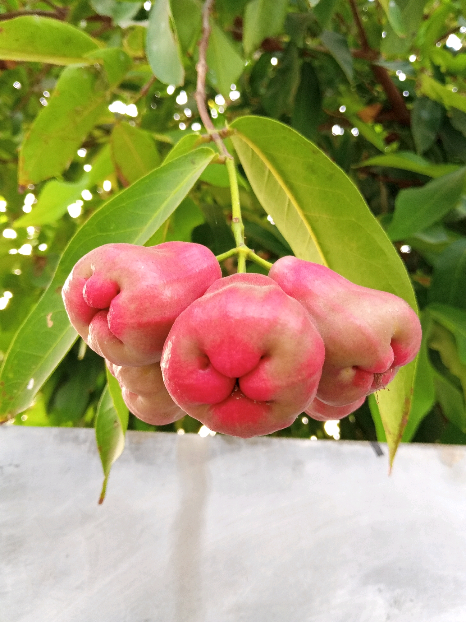 A cluster of five rose apples, appearing pink and plump, hang from a branch amidst lush green leaves. The background is softly blurred, showing more foliage and a light-colored, textured surface below, possibly a wall. Sunlight dapples through the leaves, creating bright highlights. The image appears to have been taken outdoors, in what could be a garden or a local fruit tree in the city of Plesan, Indonesia.