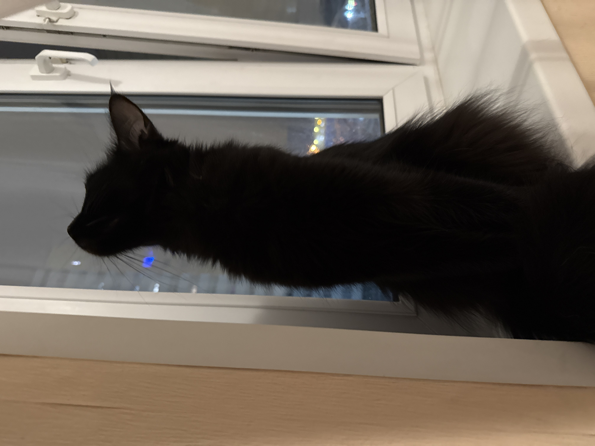 The media file presents a candid, low-light view of a long-haired black cat looking out of a window at night in Tobolsk, Russia. The cat is the central subject, positioned in profile with its head and front body visible, stretching forward and downward as it gazes intently through the glass. Its sleek, dark fur is partially illuminated, revealing subtle textures, and its prominent whiskers are visible against the dark silhouette of its face. One pointed ear stands erect, suggesting alertness.
The setting is an indoor space, with a white UPVC window frame and glass pane dominating the background. A white window handle is seen on the upper frame. Beyond the window, the scene is dark and blurred, punctuated by out-of-focus city lights in hues of yellow and blue, confirming the nighttime setting. The ambient light outside is dim, creating a contemplative atmosphere. In the foreground, a light-colored wooden surface, likely a window sill or floor, anchors the composition. The cat's posture conveys curiosity and focused observation of the world outside its window. There is no visible text in the image.