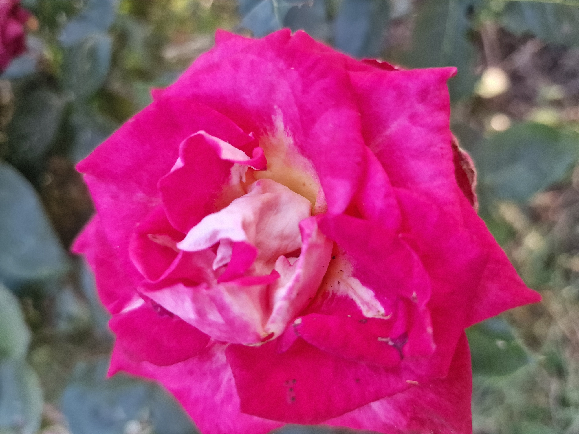 A close-up, overhead shot captures a vibrant, pink rose in full bloom. The petals are a rich fuchsia with streaks of creamy white and pale yellow near the center, creating a marbled effect. The rose is slightly tilted, showcasing its intricate, layered structure. Tiny dark specks, possibly aphids or dirt, are visible on some of the petals. The background is softly blurred, revealing hints of green foliage and bokeh lights, suggesting an outdoor setting. The image was taken in the city of Kursavka, Russia.
