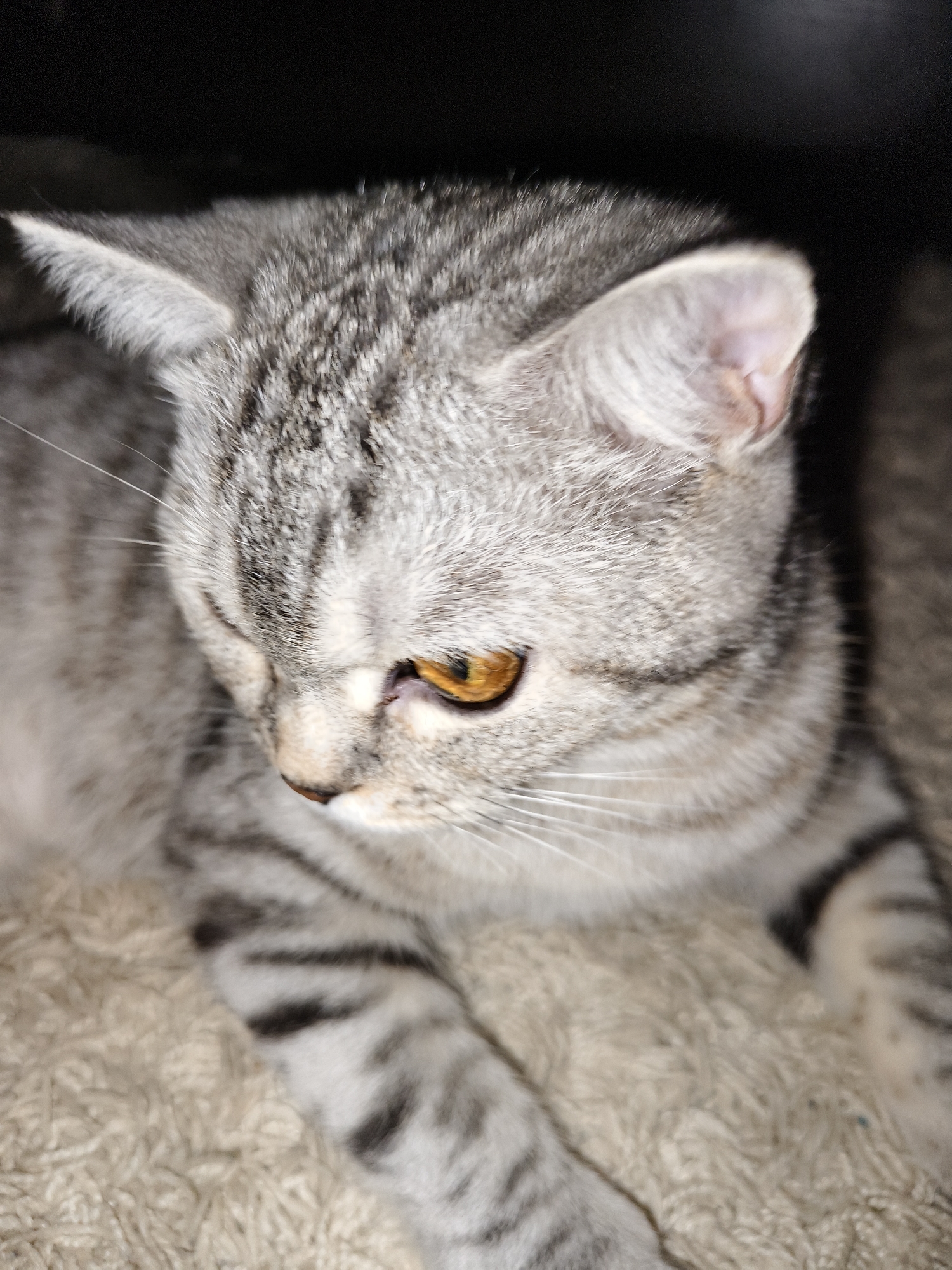 A close-up shot shows a silver tabby cat with golden eyes lying on a beige, textured surface, possibly a blanket or rug. The cat is positioned looking downward and to the left. Black fur markings are visible on the cat. The background is obscured by darkness, possibly indicating an indoor setting. The location is Unknown, Unknown.