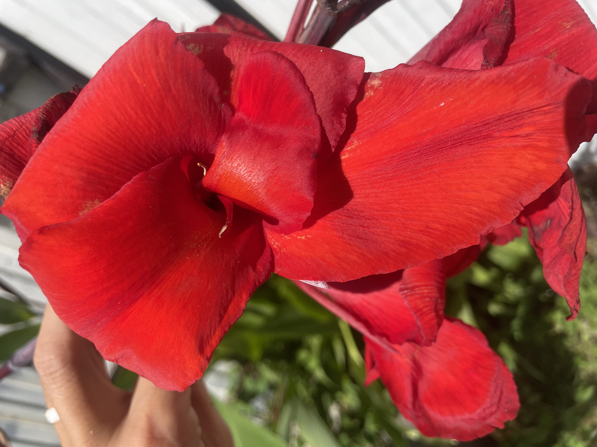 A close-up shot focuses on bright red flower petals. The petals are large and velvety with visible veins running through them. In the upper left corner, a human hand with neatly manicured nails is visible, gently touching the flower. The background is out of focus, showing green foliage and a white vertical structure that could be part of a building. The lighting suggests a bright, sunny day. The location is identified as Baranovka, Russia.