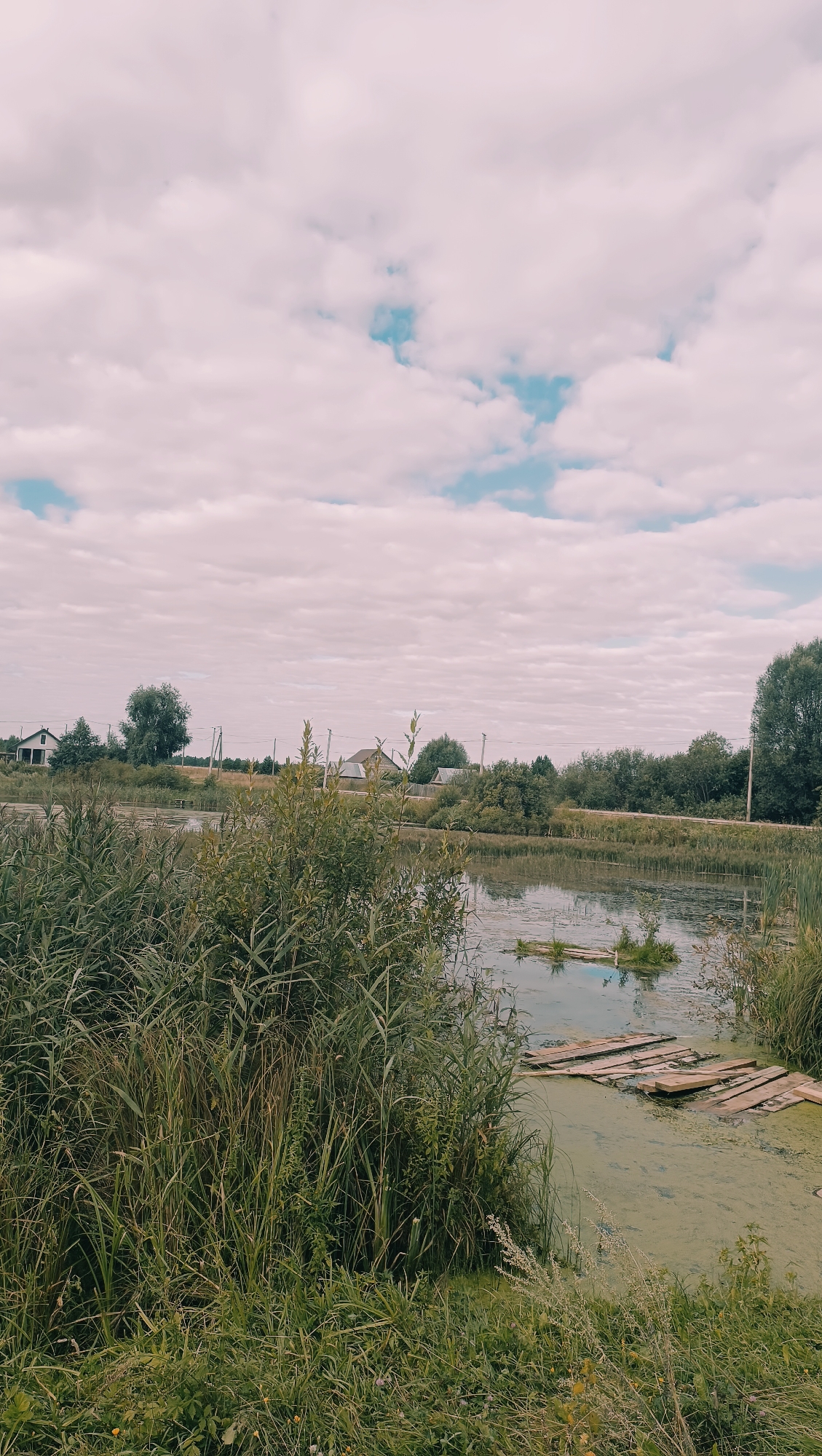 This is an outdoor, eye-level, medium shot photograph of a natural landscape scene. The scene appears to be a rural area in or around the city of Karsha, Russia. The foreground is dominated by tall, dense green grass and reeds. A calm body of water, likely a pond or slow-moving river, occupies the middle ground. The water's surface is partially covered with a greenish film and features a makeshift wooden walkway constructed from planks, extending into the water. In the background, a treeline with various types of trees forms a horizon. Beyond the trees, several houses and utility poles are visible, suggesting the presence of a nearby settlement. The sky is filled with a mix of white and pinkish clouds interspersed with patches of blue. The overall atmosphere is serene and natural.