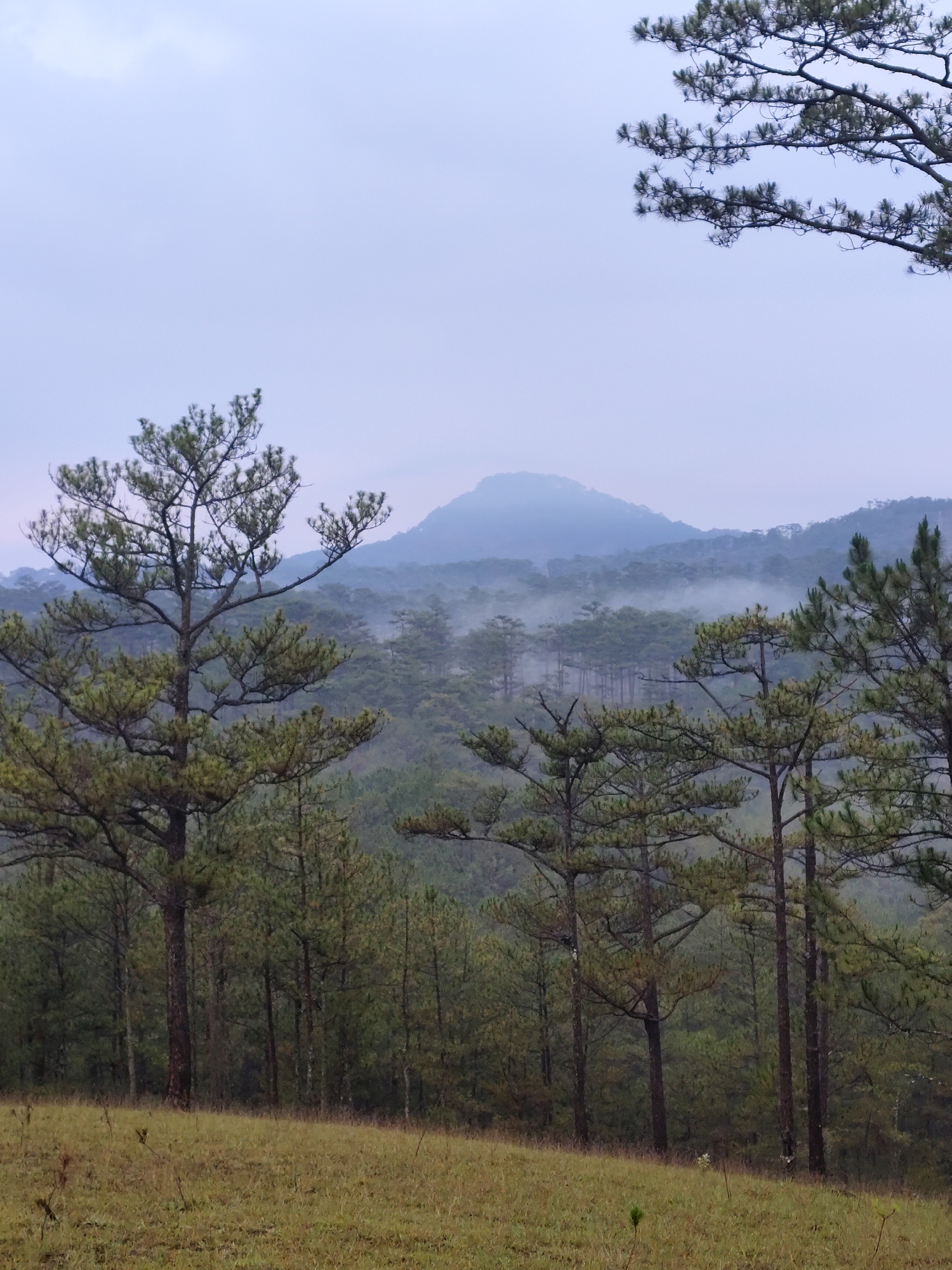 The image shows a misty mountain landscape in Lam Vien - Da Lat, Vietnam. In the foreground, there is a grassy field. Behind the field, pine trees rise into the scene. Mist hangs over and between the rows of trees. A mountain can be seen in the background, partially obscured by the mist. The sky is overcast.