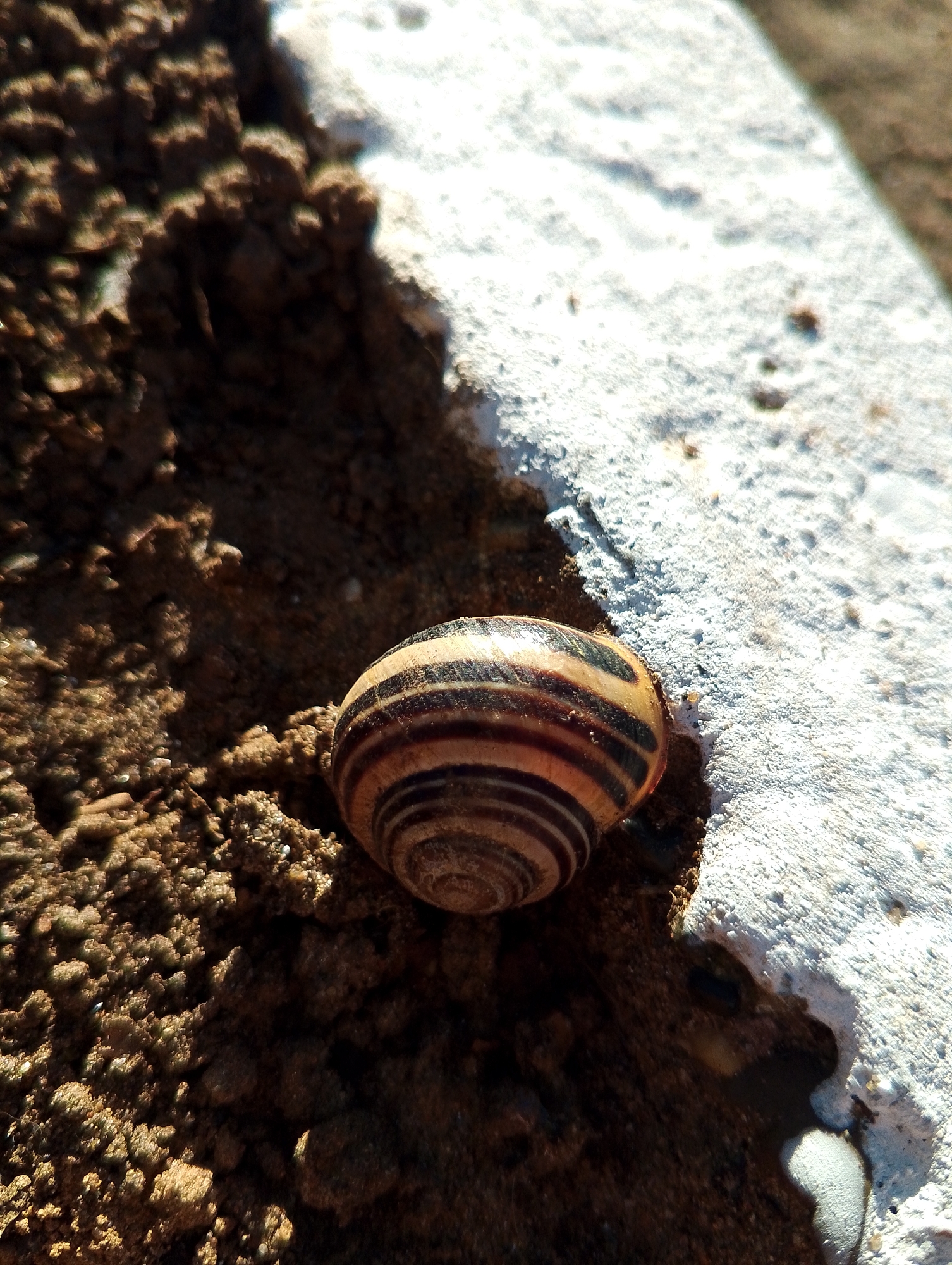 A close-up shot focuses on a banded snail shell resting on a combination of dry soil and white, textured material, possibly concrete. The shell displays prominent dark brown and tan banding. The soil surrounding the shell is coarse and uneven. The white material is rough in texture. The location in Chaikovsky, Russia cannot be confirmed from the image.