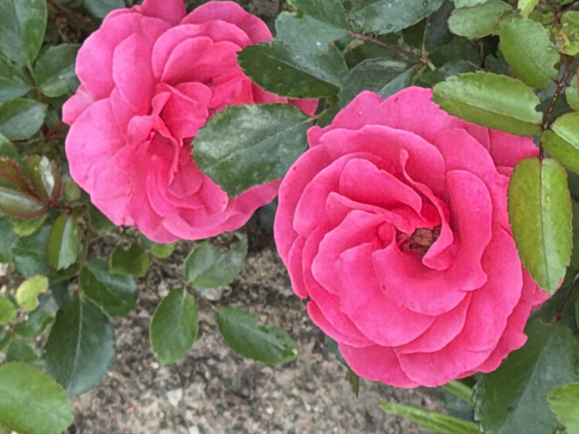 This is a close-up, eye-level shot of two vibrant pink roses in bloom, nestled amongst lush green foliage and a textured, rocky ground. The roses are the primary subjects, with one in the foreground on the right and another slightly further back and to the left. Their petals are tightly packed and have a velvety appearance, with delicate ruffles and a deep, rich pink hue. The leaves are a deep green, some appearing slightly wet, suggesting recent rain or dew. The background is a mix of blurred green leaves and greyish, speckled ground, possibly a pathway or garden bed.
The lighting suggests it could be daytime, with soft light illuminating the roses and casting subtle shadows. There are no people or distinct objects other than the roses and plants. The image conveys a sense of natural beauty and the serenity of a garden. The setting appears to be outdoors, in a natural or cultivated garden environment. No text is visible in the image. The location context provided is Çolpon-Ata, Kyrgyzstan, which would imply this is a scene from that region.