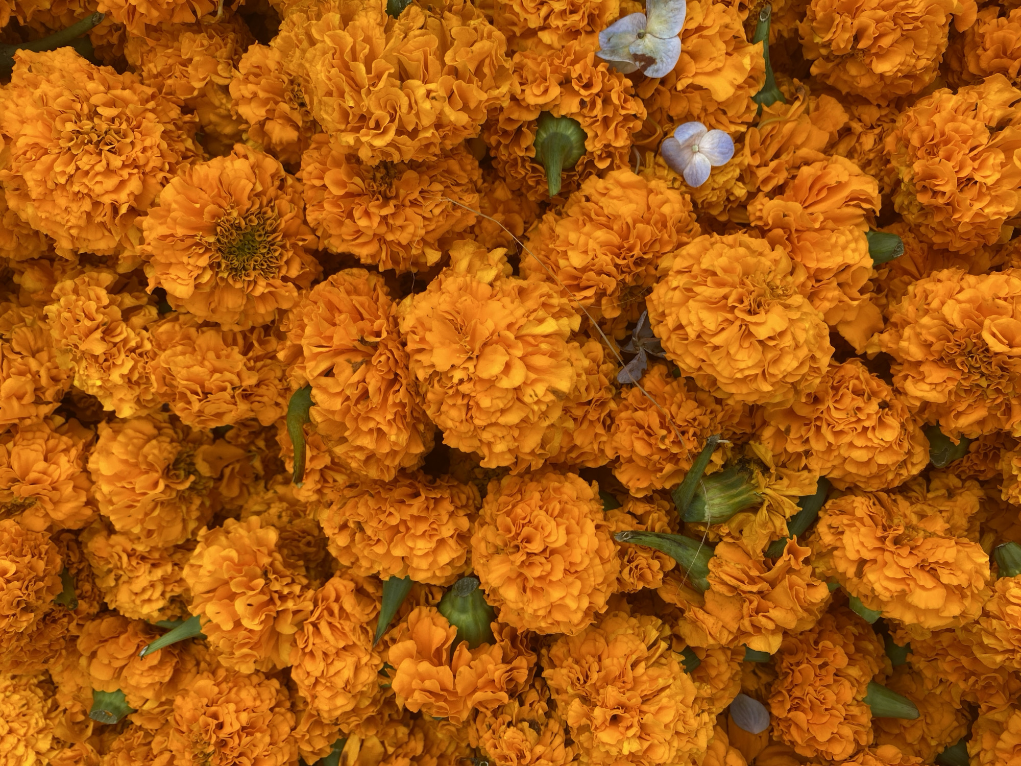 This is a close-up, overhead shot of a dense collection of bright orange marigold flowers. The blooms are tightly packed, filling the entire frame. Some flowers are fully open, revealing their ruffled petals, while others are still in bud form, showing their green calyx. A few small, delicate blue flowers are interspersed among the marigolds, providing a subtle contrast in color. The lighting is even, highlighting the vibrant hues of the marigolds and creating a rich, textured surface. The image appears to have been taken in a market or an area where flowers are being sold or used for decoration, possibly in Denpasar, Indonesia, given the abundance of marigolds often used in religious offerings and celebrations in Balinese culture.