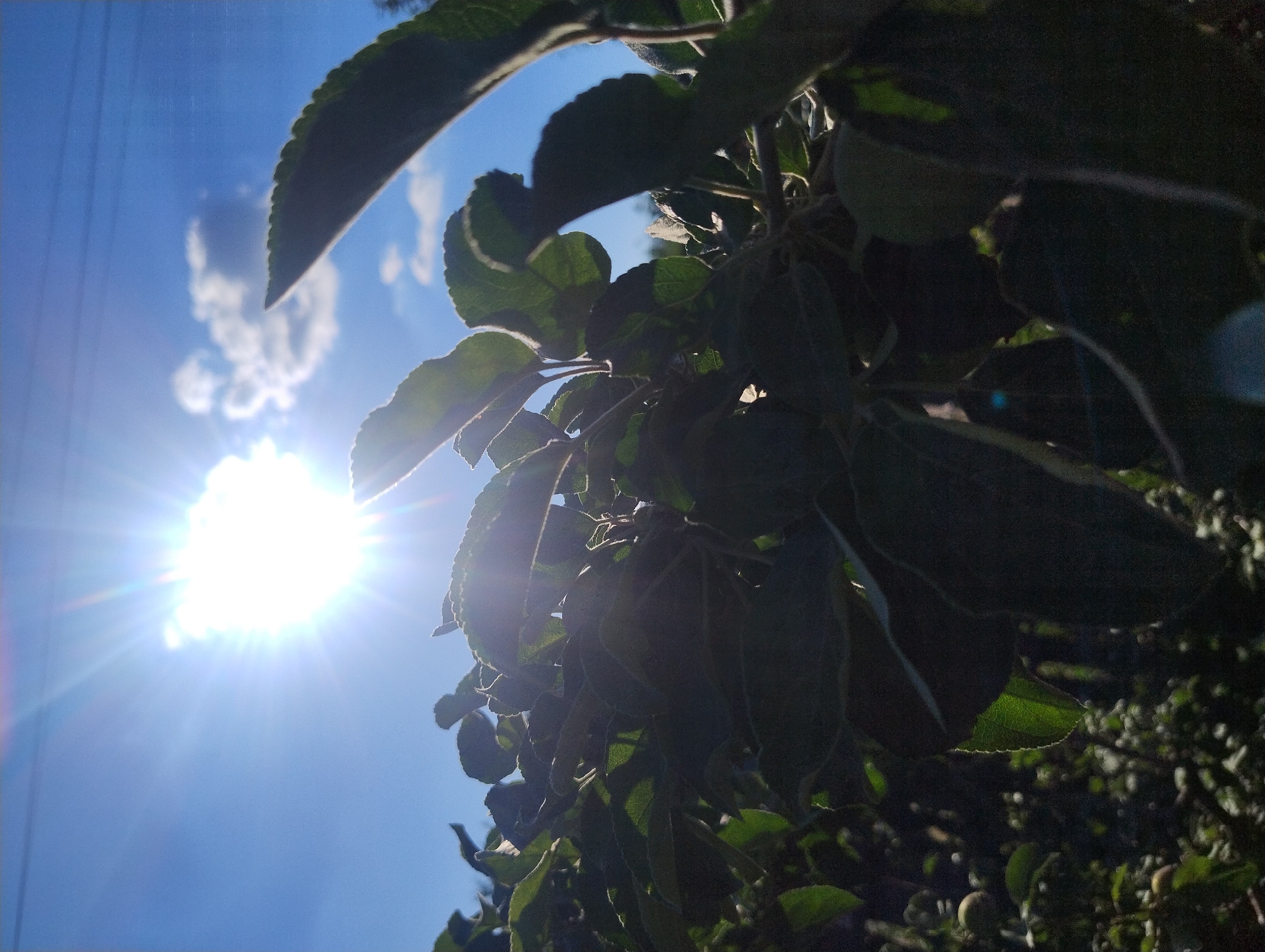 A low-angle, close-up shot captures a dense cluster of dark green leaves against a bright blue sky. The sun, a radiant burst of light with visible rays, dominates the upper left quadrant of the frame, casting a glare that partially obscures the leaves. A few scattered white clouds are visible in the sky. The leaves themselves are varied in size and shape, some appearing sharply defined while others are blurred by the bright light and shallow depth of field. In the background, out of focus, hints of smaller leaves and possibly fruit can be seen, suggesting the foliage belongs to a tree or shrub. The overall impression is one of bright sunlight filtering through dense greenery.