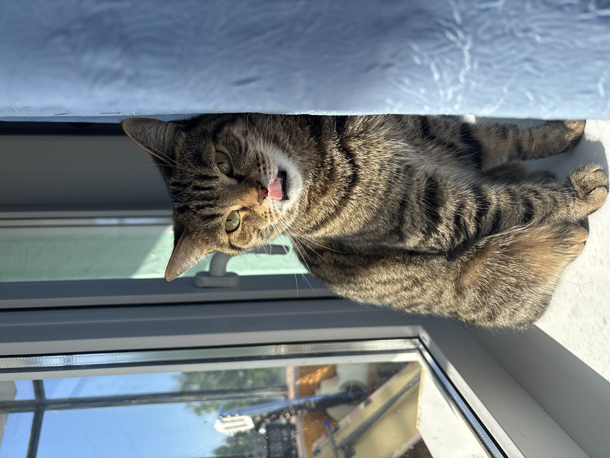 A brown tabby cat lies on a white window sill. The cat's head is angled toward the viewer, with its mouth slightly open and tongue visible. The cat's green eyes are partially open, and its ears are perked. The cat's body is lying to the right of its head, and it appears relaxed. A blue curtain or fabric is draped above the cat. The window reflects an outdoor scene with trees and a building partially visible. The location is Chaikovsky, Russia.