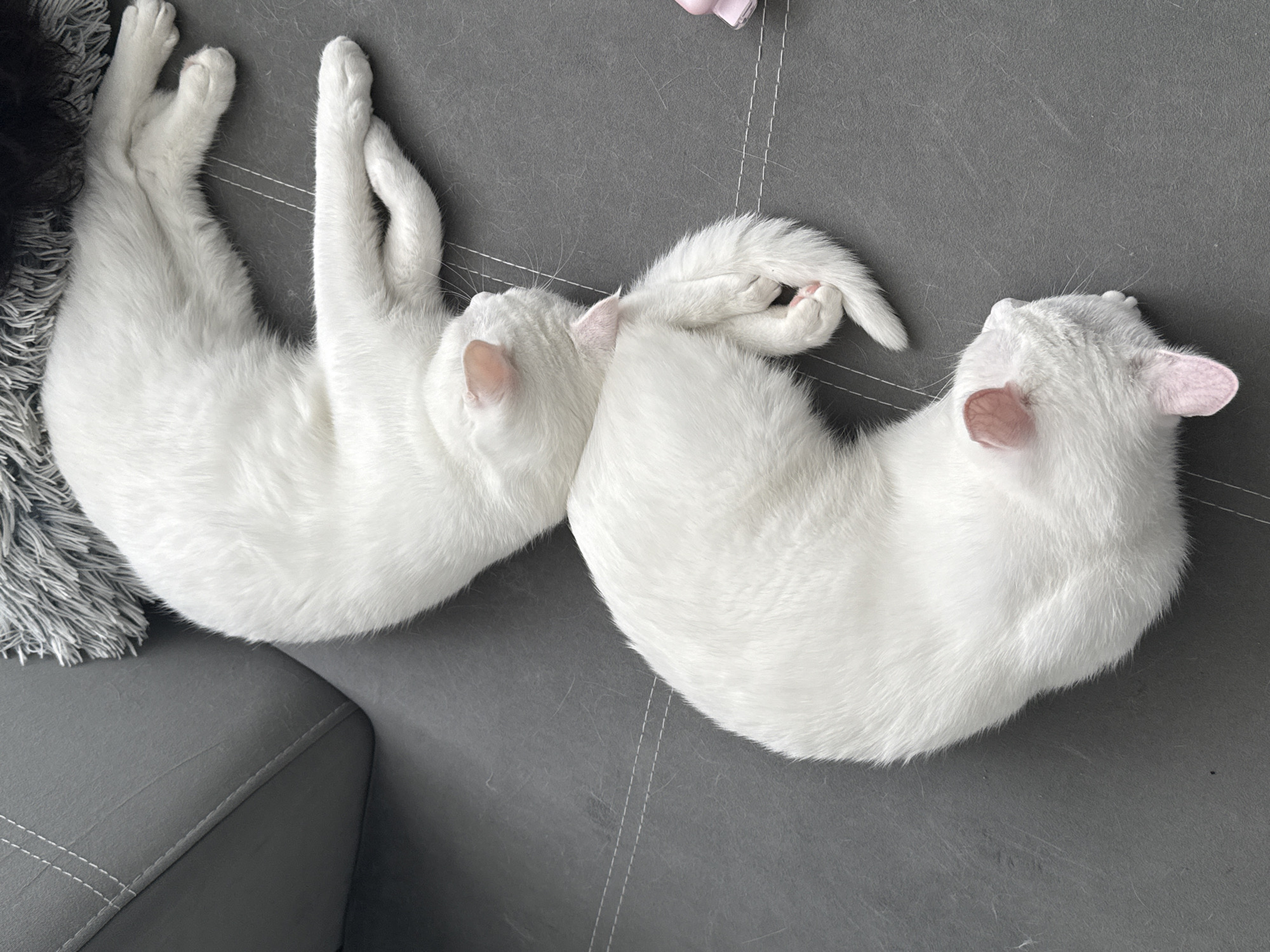 Two white cats are sleeping on a gray couch. The couch has white stitching. A fuzzy gray and black blanket is on the left side of the couch.