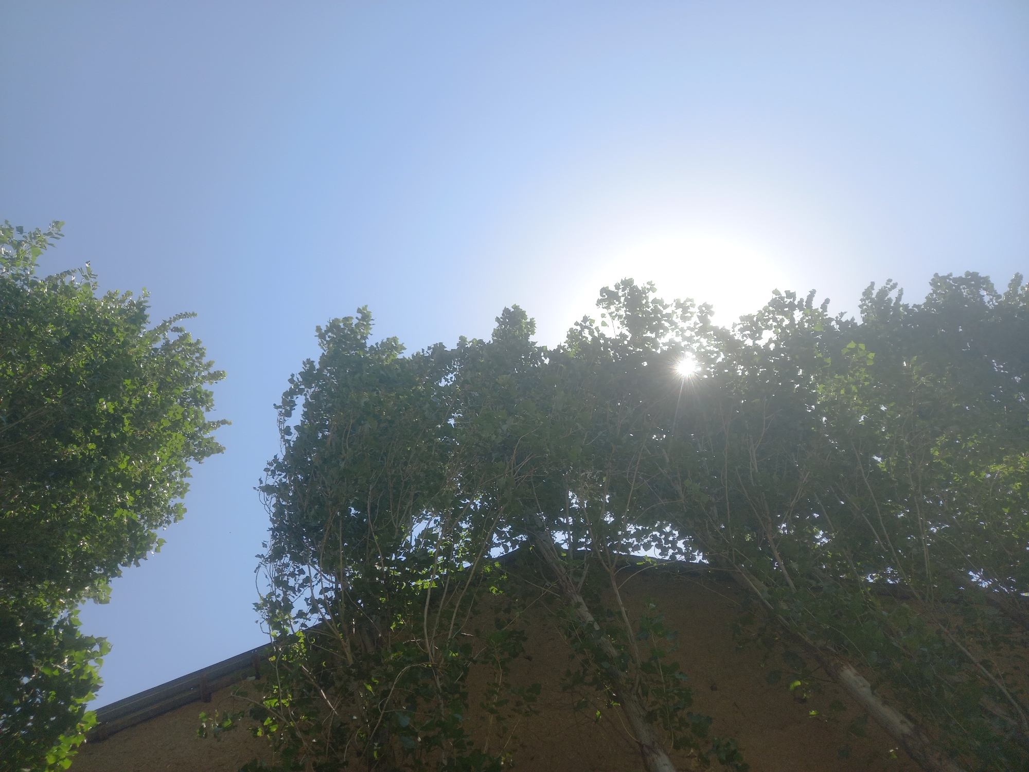 In Bulungur, Uzbekistan, under a clear blue sky, the image captures a view looking upward through the branches of trees. The bright sun is partially obscured by the foliage, casting a lens flare across the scene. A building with a textured facade and a dark sloped roof is visible on the left, providing a stark contrast to the organic forms of the trees. The leaves are lush and green, suggesting a time of year with ample vegetation. The overall impression is one of a natural setting within an urban or semi-urban environment.