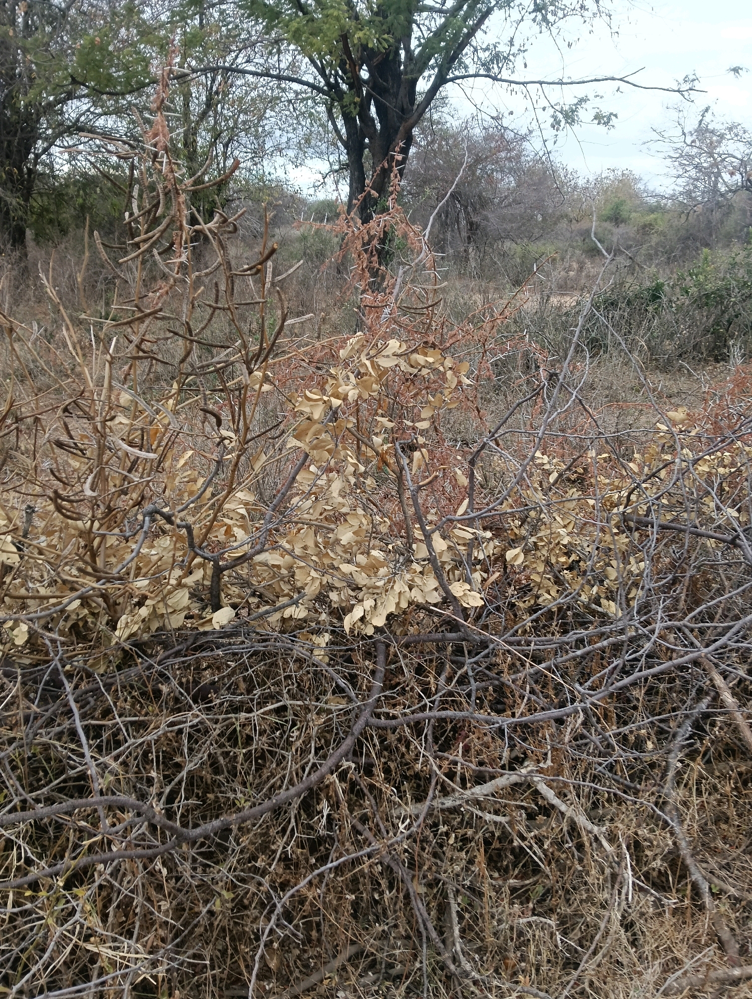 The image depicts a dense, overgrown thicket of dry, thorny branches and withered vegetation. Several seed pods, elongated and brown, are clearly visible, hanging from some of the branches. The overall impression is one of a wild, untamed landscape, possibly in a rural or natural setting. The background consists of more trees and scrub, with a muted, overcast sky. There are no people or animals present in the image. The location is identified as Mutitu/Kaliku Ward, Kenya, suggesting a region where such dry, thorny vegetation is common.