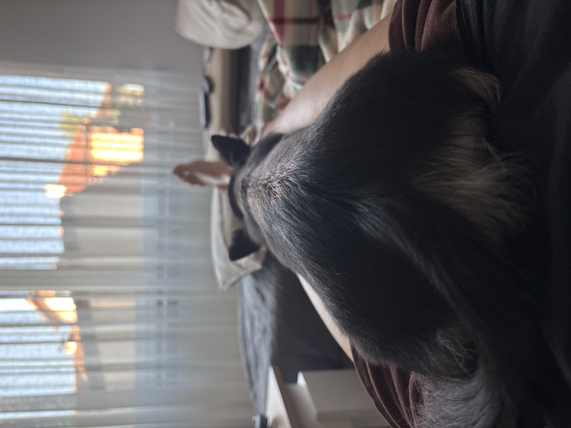 In a bedroom in Kyustendil, Bulgaria, a dog's hindquarters and tail rest on a person's lap. The dog has black fur with some lighter gray or white hairs visible on its tail. The person's legs are covered by a dark-colored garment. In the background, sheer white curtains filter the light from a window, revealing the blurred outlines of buildings with orange-tiled roofs. A soft pillow is visible on a bed behind the dog, and a blanket with a plaid pattern is draped over the person's legs. The scene appears to be indoors, likely in a domestic setting.