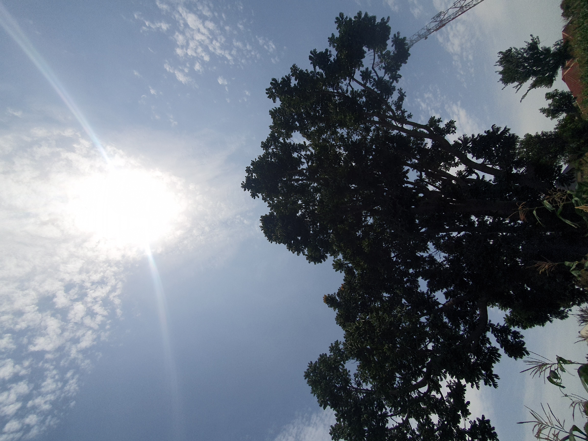 A wide-angle shot captures a bright sky over a lush landscape. The sun, a brilliant white orb, shines intensely through wispy clouds, casting a lens flare across the upper right quadrant of the frame. Silhouetted against the sky is the dense foliage of a large tree, its branches spreading wide. To the right, a tall, red and white telecommunications tower stands prominently, its structure visible against the blue expanse. In the foreground, the tops of corn stalks and other greenery can be seen. The scene appears to be set in Gura Top, Nigeria, given the distinctive vegetation and the presence of a telecommunications tower, which are common in such areas. No people are visible in the image.