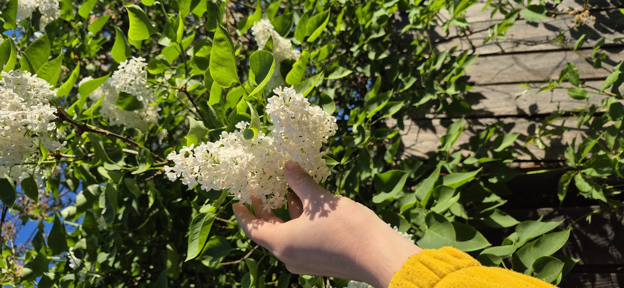 A close-up shot reveals a hand, likely belonging to a person wearing a bright yellow sweater, gently touching a cluster of white flowers. The flowers are part of a plant with lush green leaves, possibly a lilac bush. In the background, there is a wooden wall, adding a rustic texture to the scene. The location appears to be outdoors, bathed in natural sunlight, although the specific city and state are not identified. The main action is the interaction between the hand and the flowers, suggesting a moment of appreciation or examination.