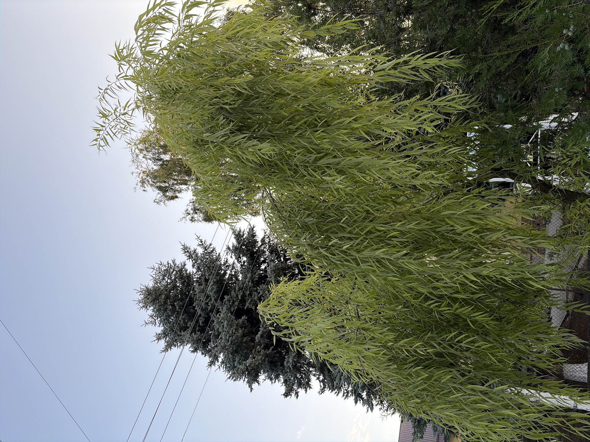 The image depicts an outdoor scene, likely in the city of Oxentea, Moldova, featuring a variety of trees and a clear sky. In the foreground, a weeping willow tree dominates the frame with its long, pendulous branches covered in light green leaves. Behind the willow, a tall, dark green conifer tree, possibly a spruce, is visible. The background reveals a lighter green deciduous tree and hints of a building with a tiled roof, suggesting a residential area. Power lines are strung across the upper portion of the sky, which transitions from a pale blue at the top to a lighter hue near the horizon. The scene appears tranquil and natural, with no people or animals present. The lighting suggests it is either early morning or late afternoon, with soft sunlight filtering through the leaves.