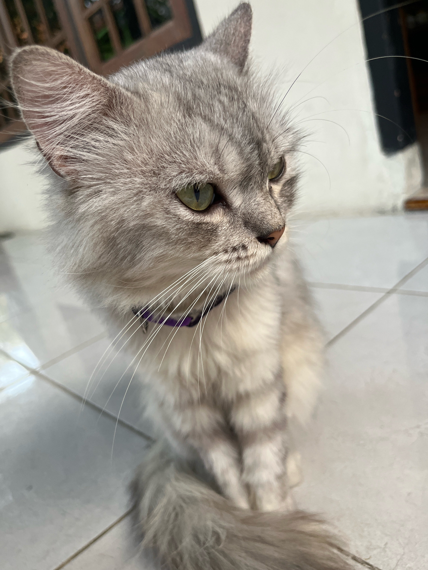 A fluffy, grey Persian cat with green eyes is sitting on a tiled floor. The cat is wearing a purple collar. The background is slightly blurred but shows a doorway with glass panes and a white wall. The overall scene suggests an indoor or semi-outdoor setting, possibly a patio or a room with access to the outdoors in Jatirogo, Indonesia.
