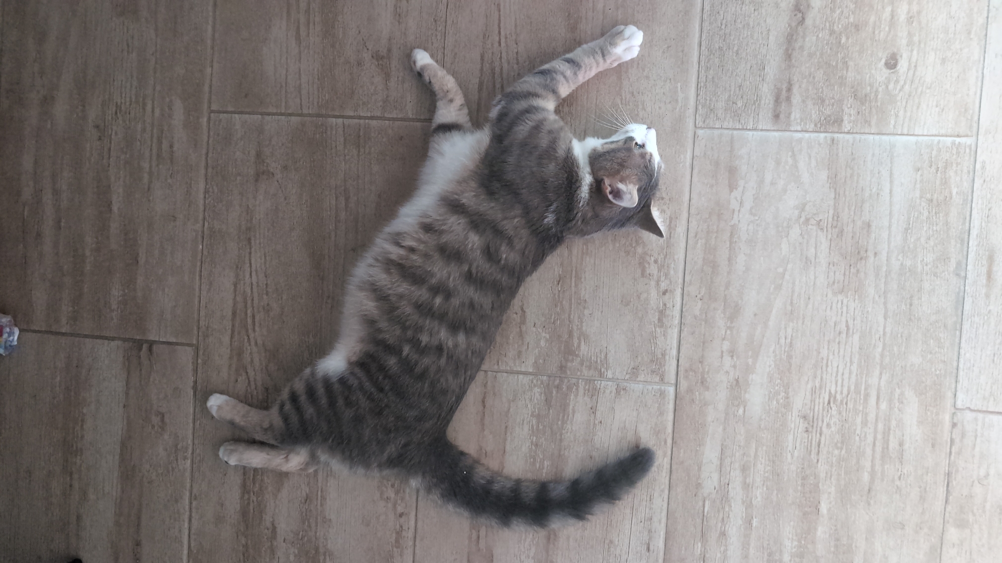 This image, reportedly located in the city of Burgas, Bulgaria, depicts a gray and white tabby cat resting on its back on a tiled floor. The cat is stretched out, with its four paws extended away from its body. Its head is slightly turned, revealing white fur on its muzzle, chin, and chest, with prominent white whiskers. The majority of its body features a striped tabby pattern of varying gray tones. The tail is dark gray and blends with the tabby pattern on its hindquarters. The floor consists of light brown, rectangular tiles with a wood-grain pattern, separated by darker grout lines. A small, crumpled, colorful object is visible on the floor in the upper background, near the cat's hind paws. The scene appears to be indoors under ambient lighting conditions.